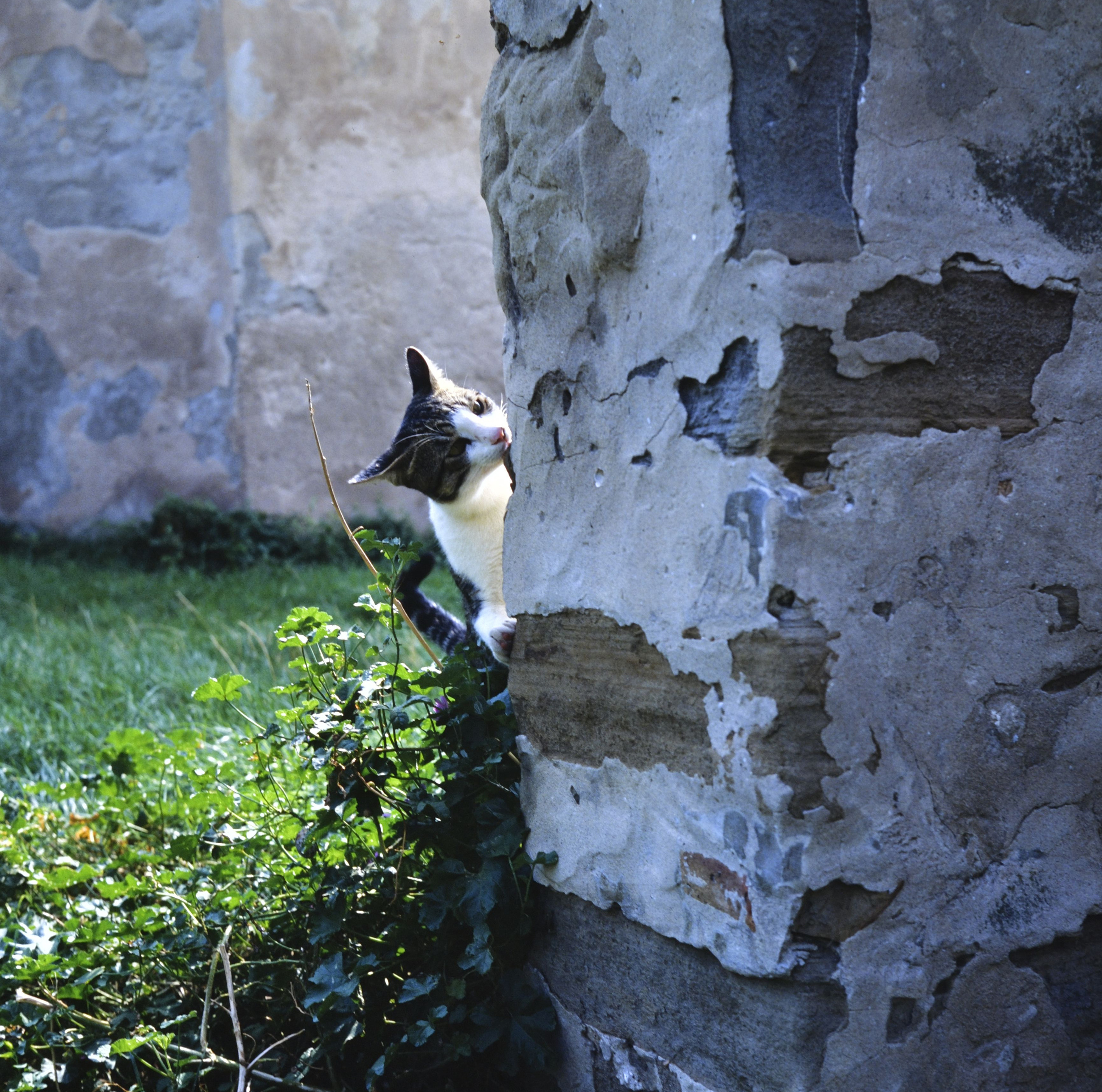 cat-piran-1.jpg
