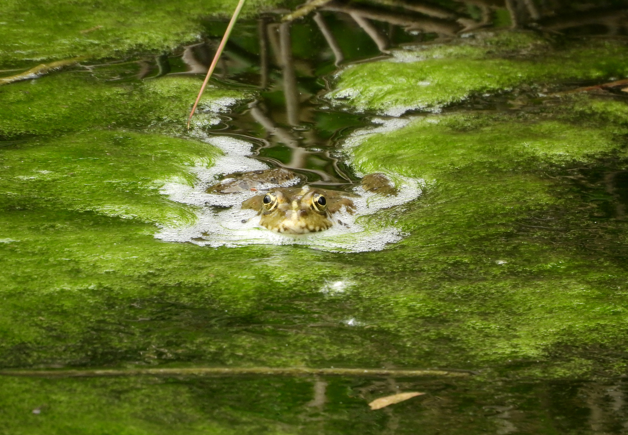 frog-2.jpg