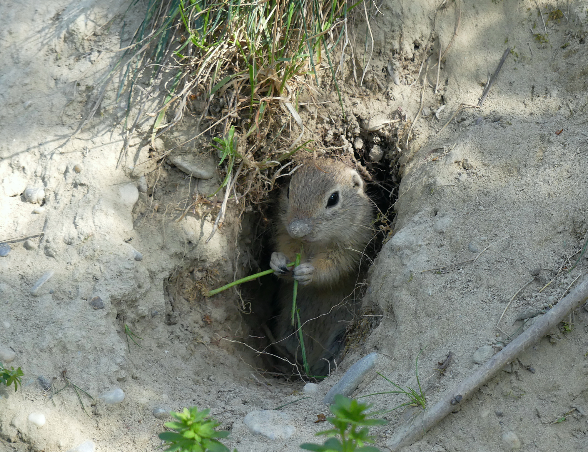 gopher-1.jpg