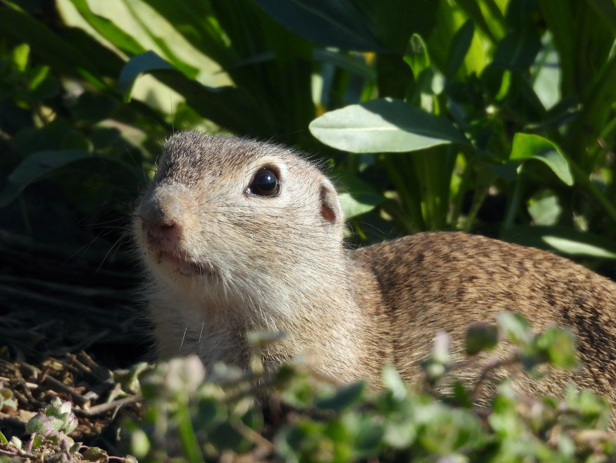 gopher-2.jpg