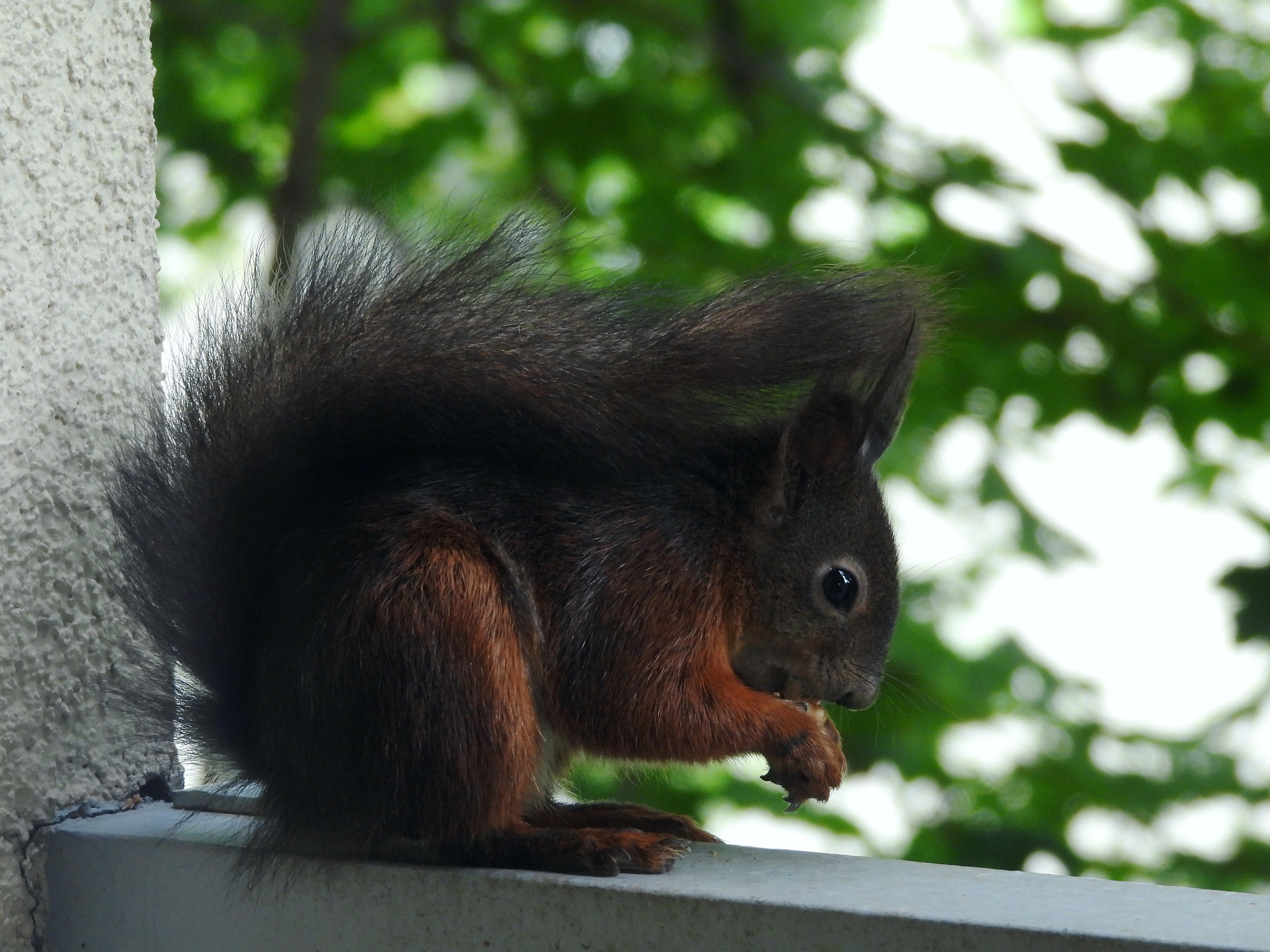 squirrel-6-red-black.jpg