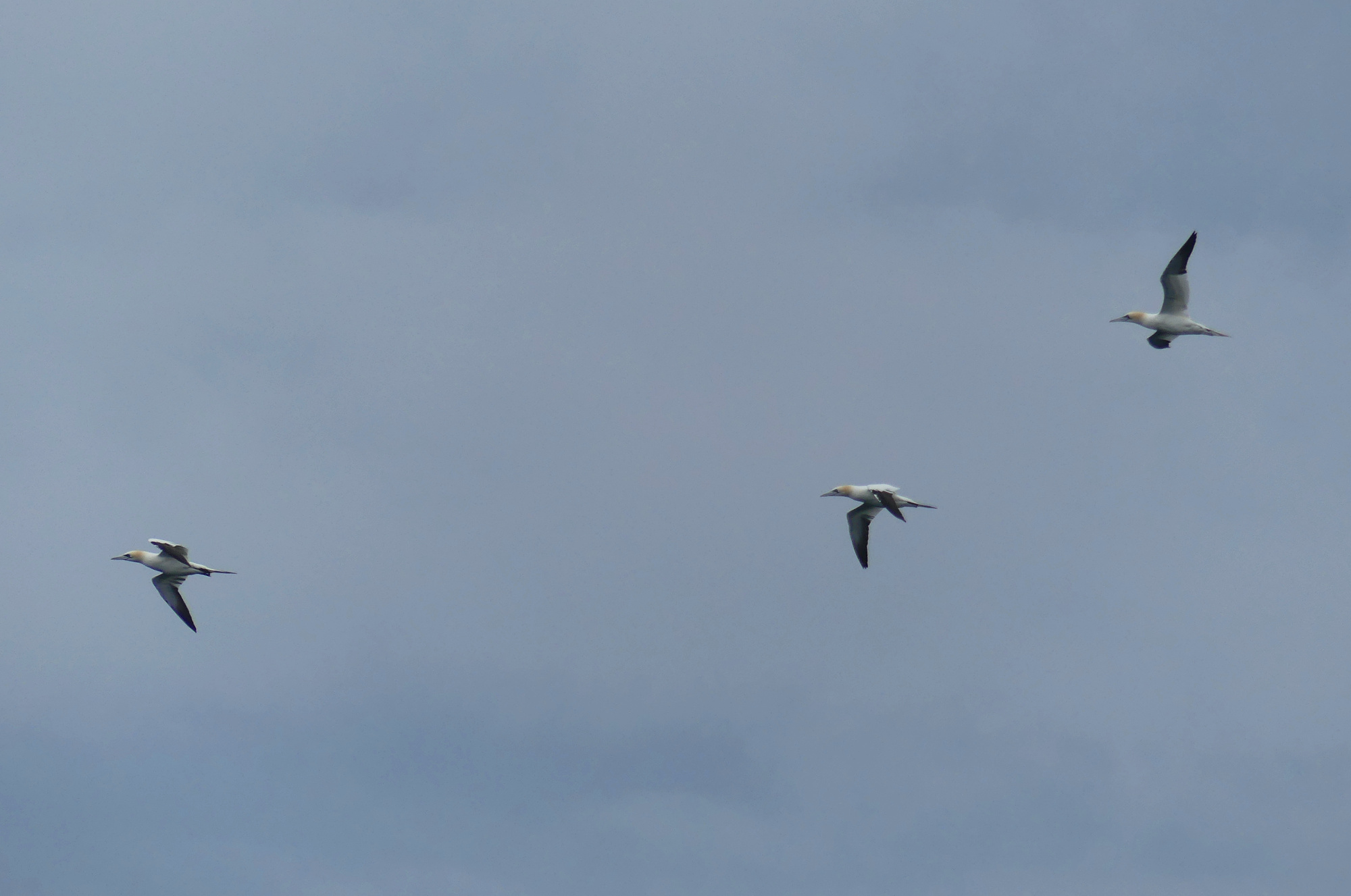 butt-of-lewis-birds.jpg