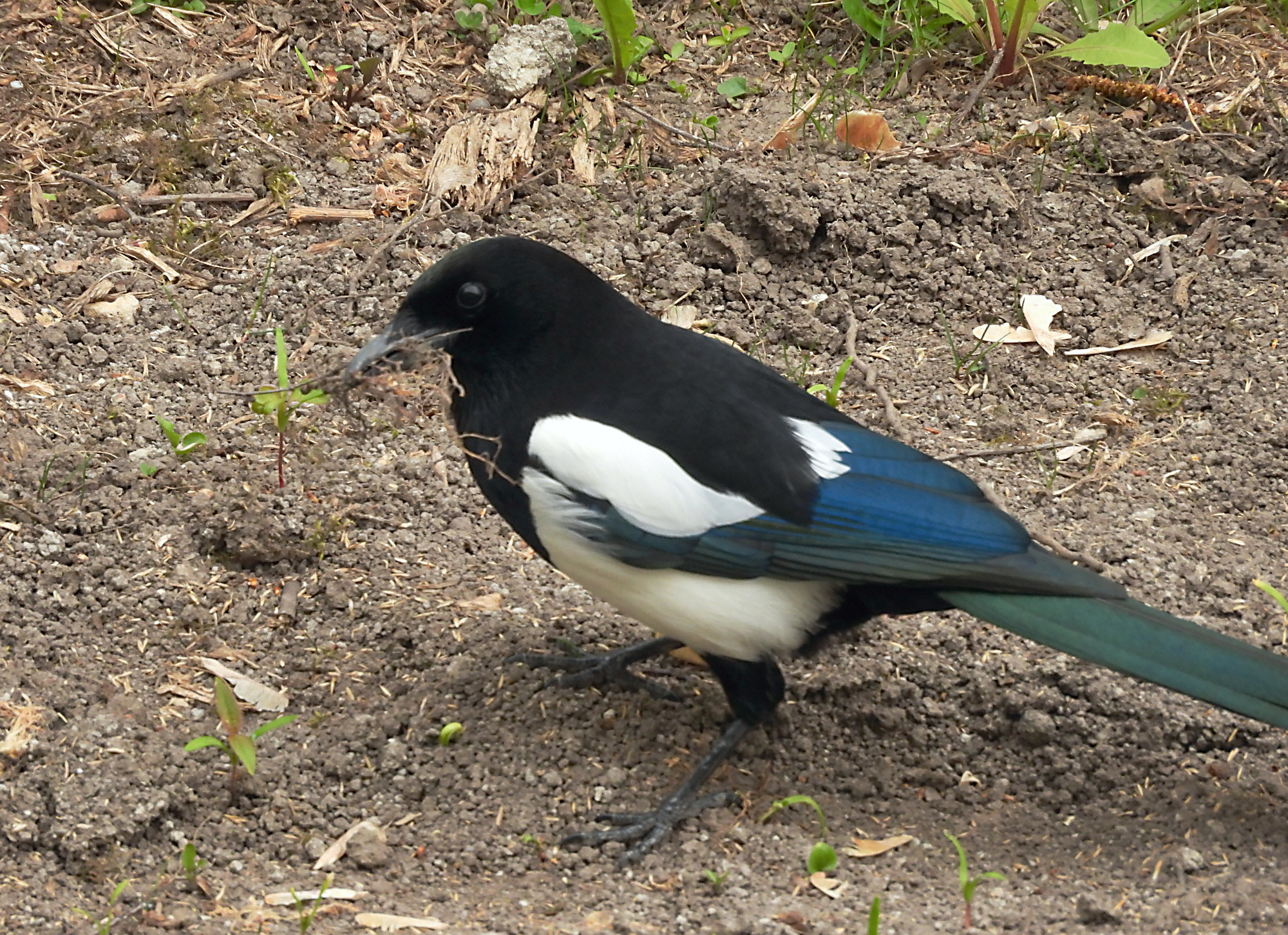 magpie-2.jpg