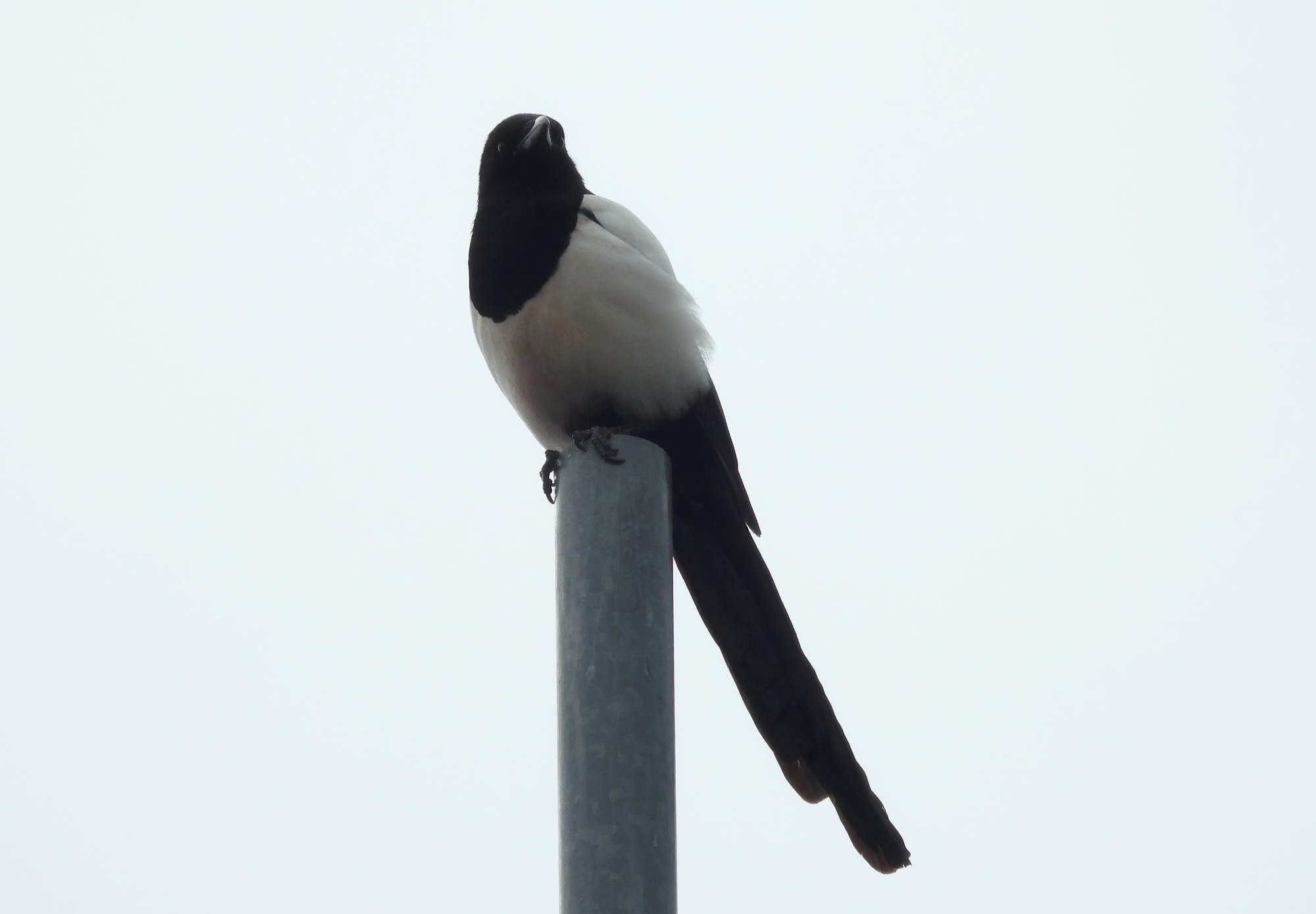 magpie-3.jpg