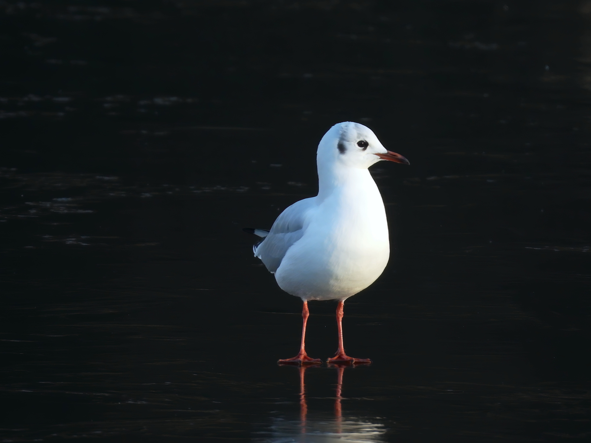 seagull-frozen-pond.jpg