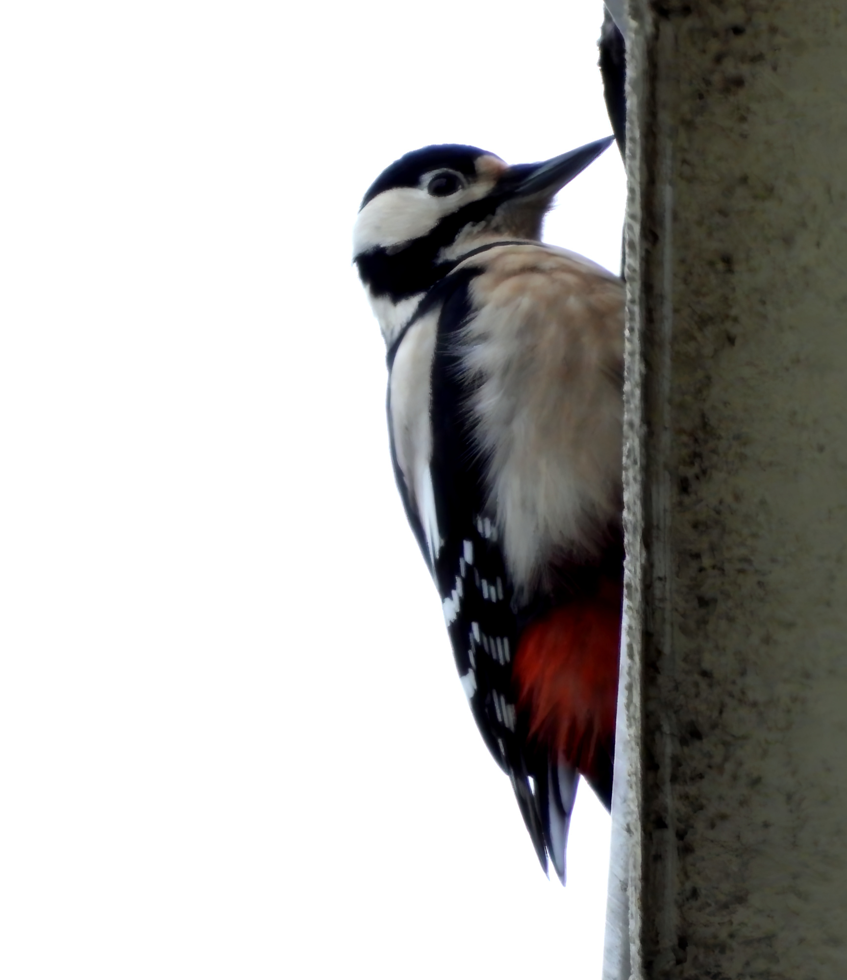 woodpecker-1.jpg