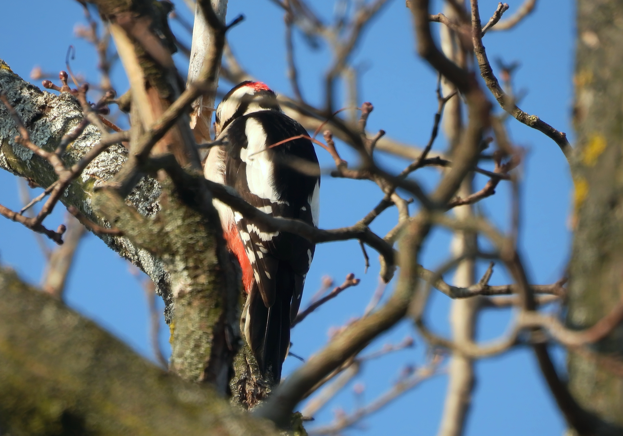 woodpecker-2.jpg