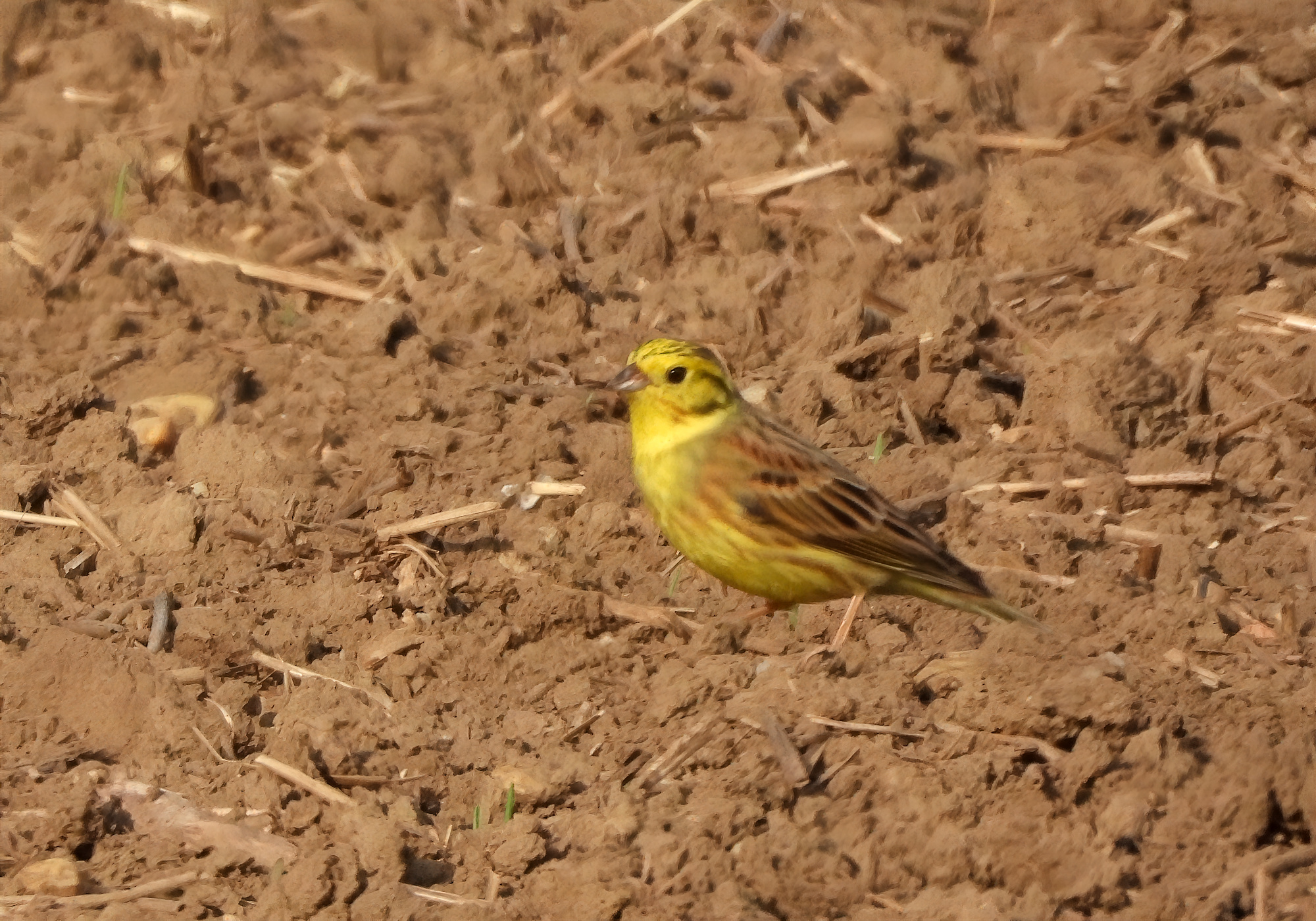 yellowhammer.jpg