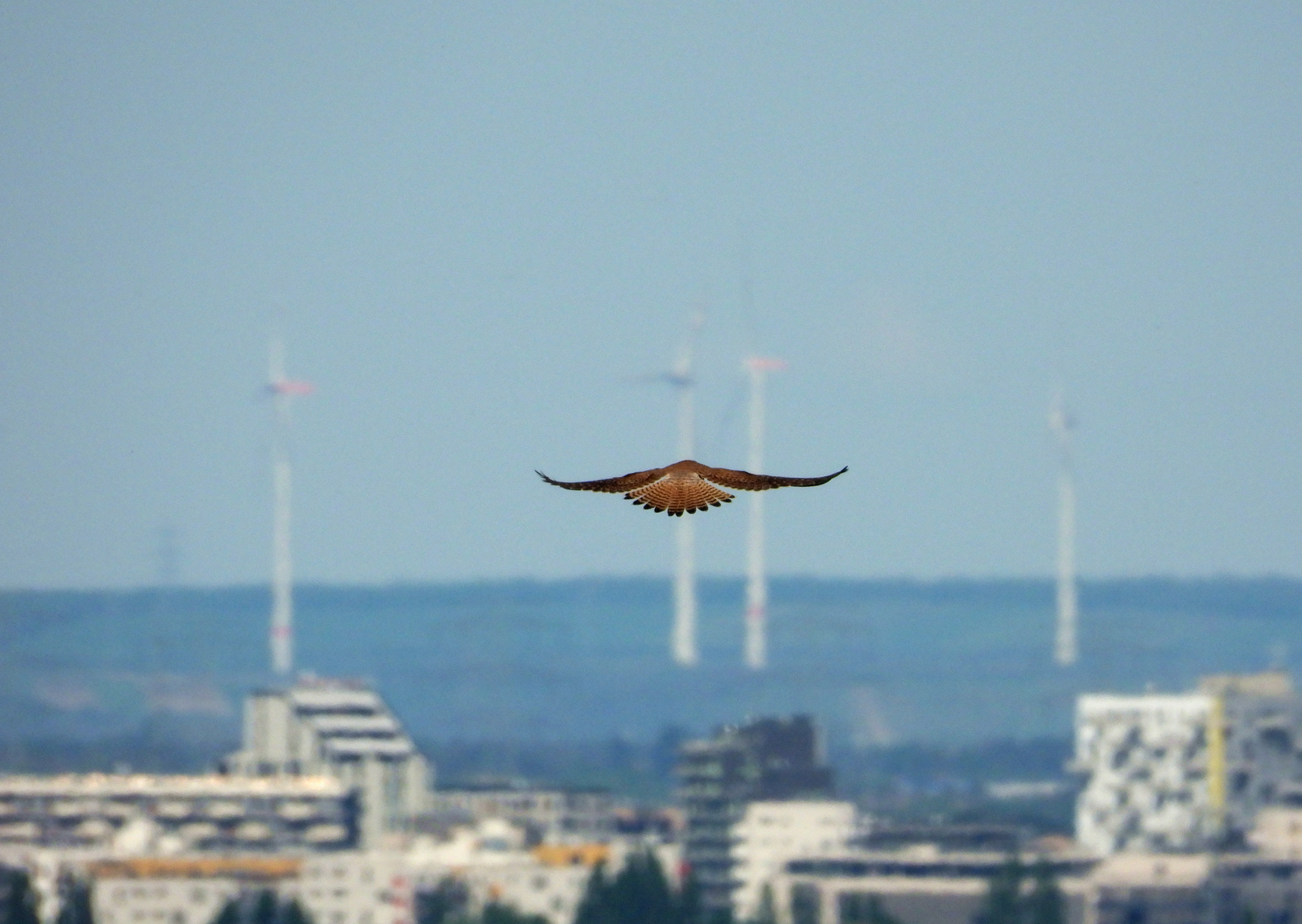 hawk-laaerberg-3.jpg