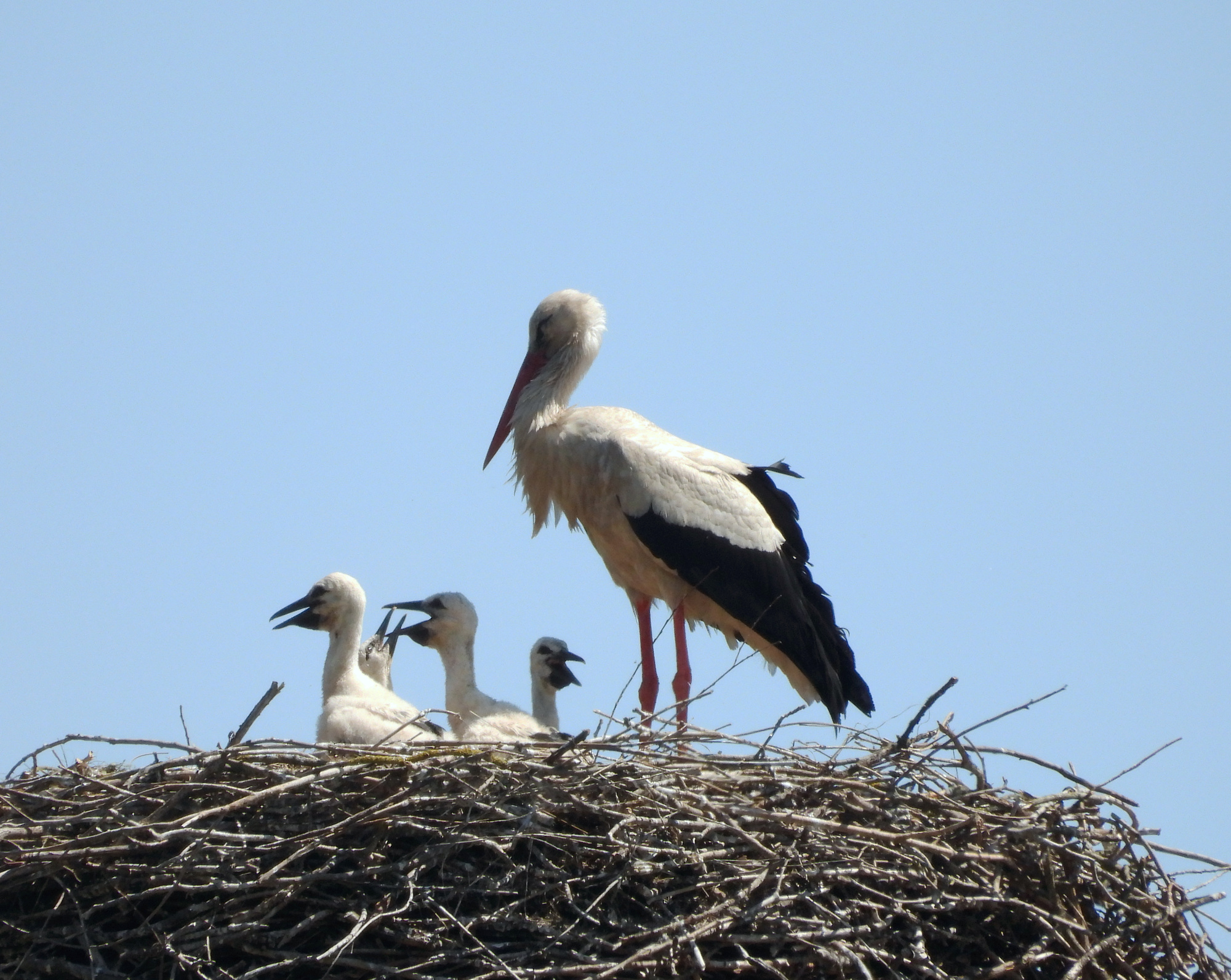 stork-marchegg-1.jpg