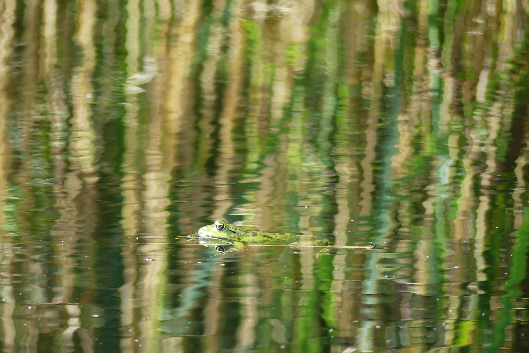 frog-614.jpg