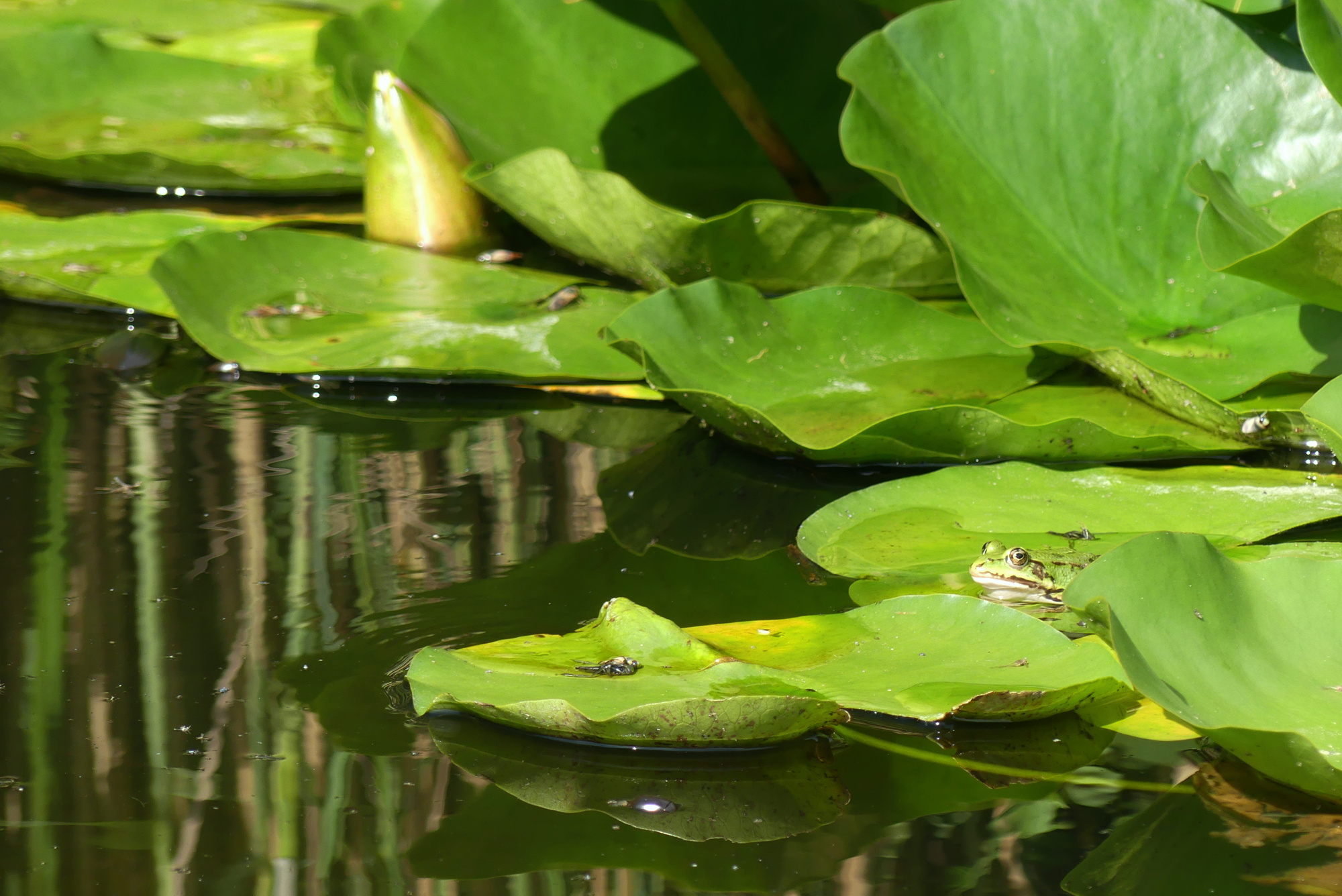 frog-621.jpg