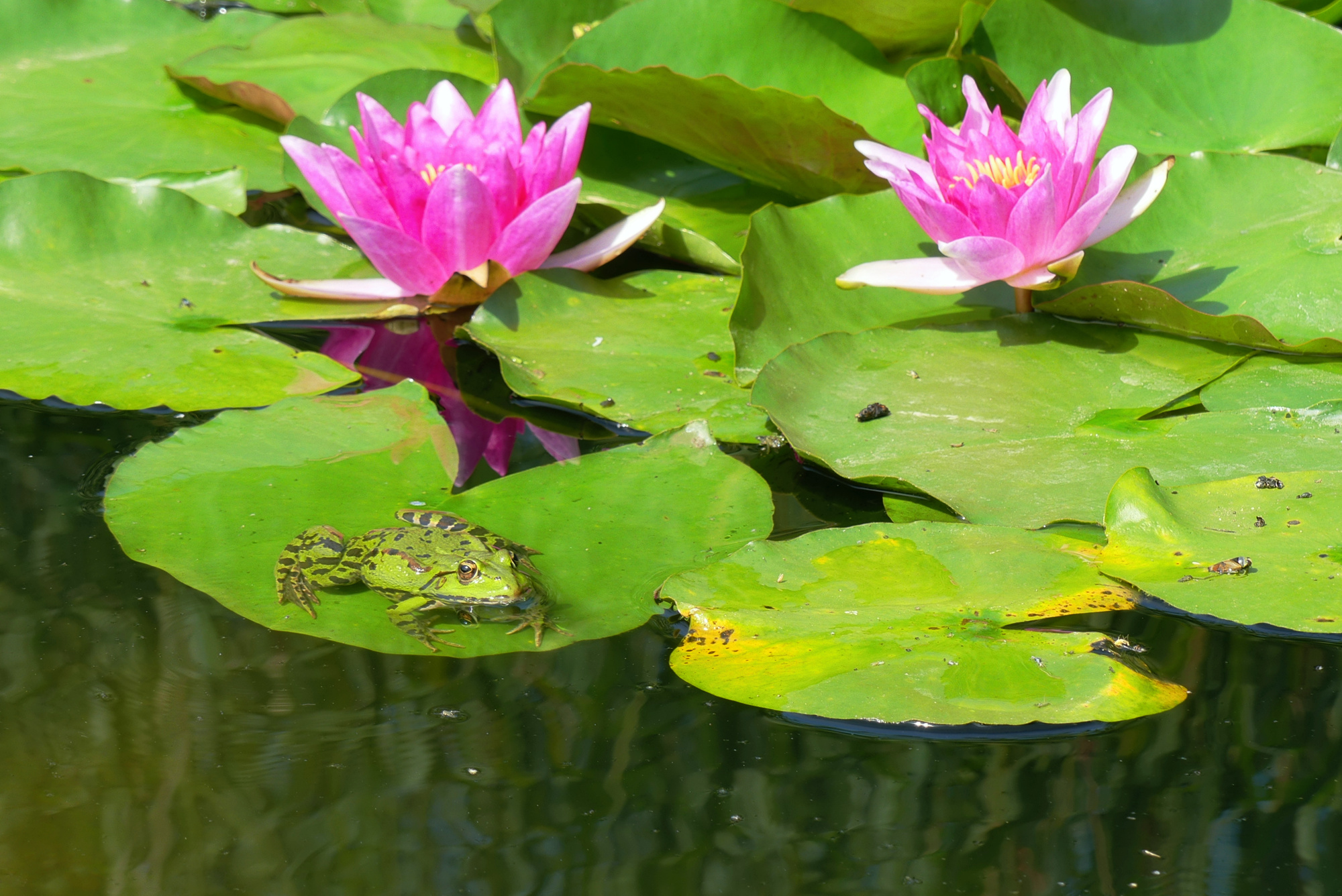 frog-634.jpg