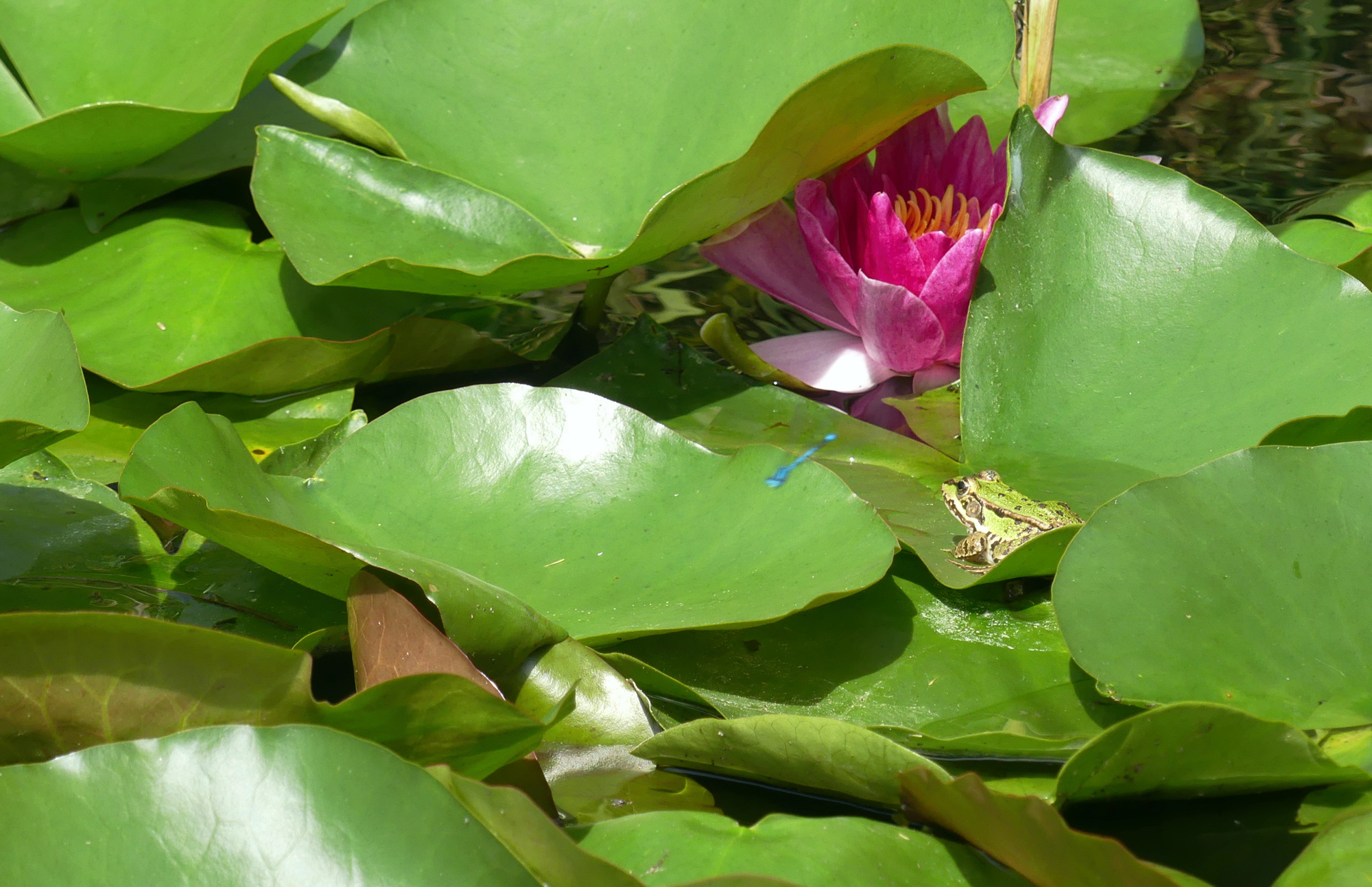 frog-637.jpg
