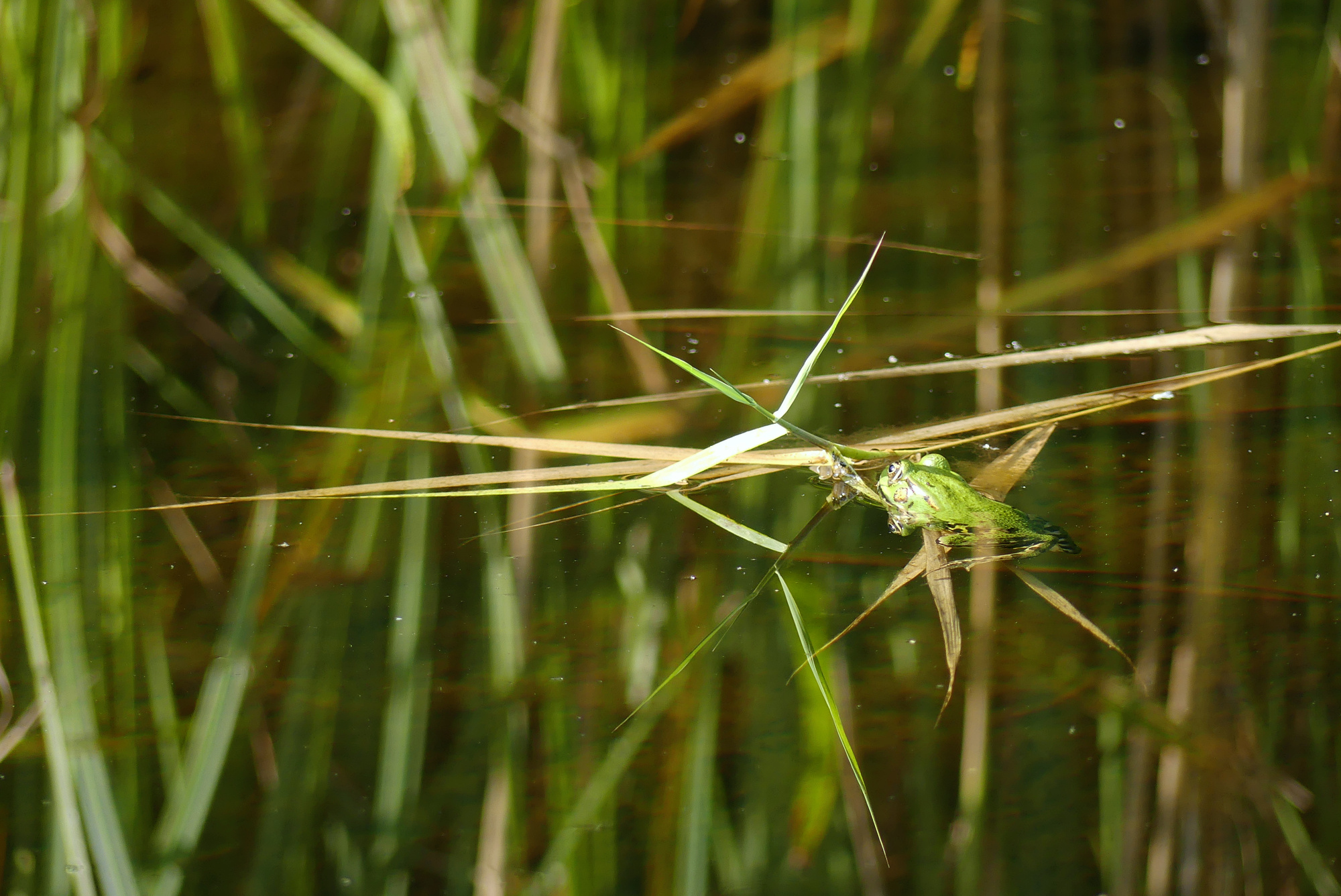 frog-926.jpg