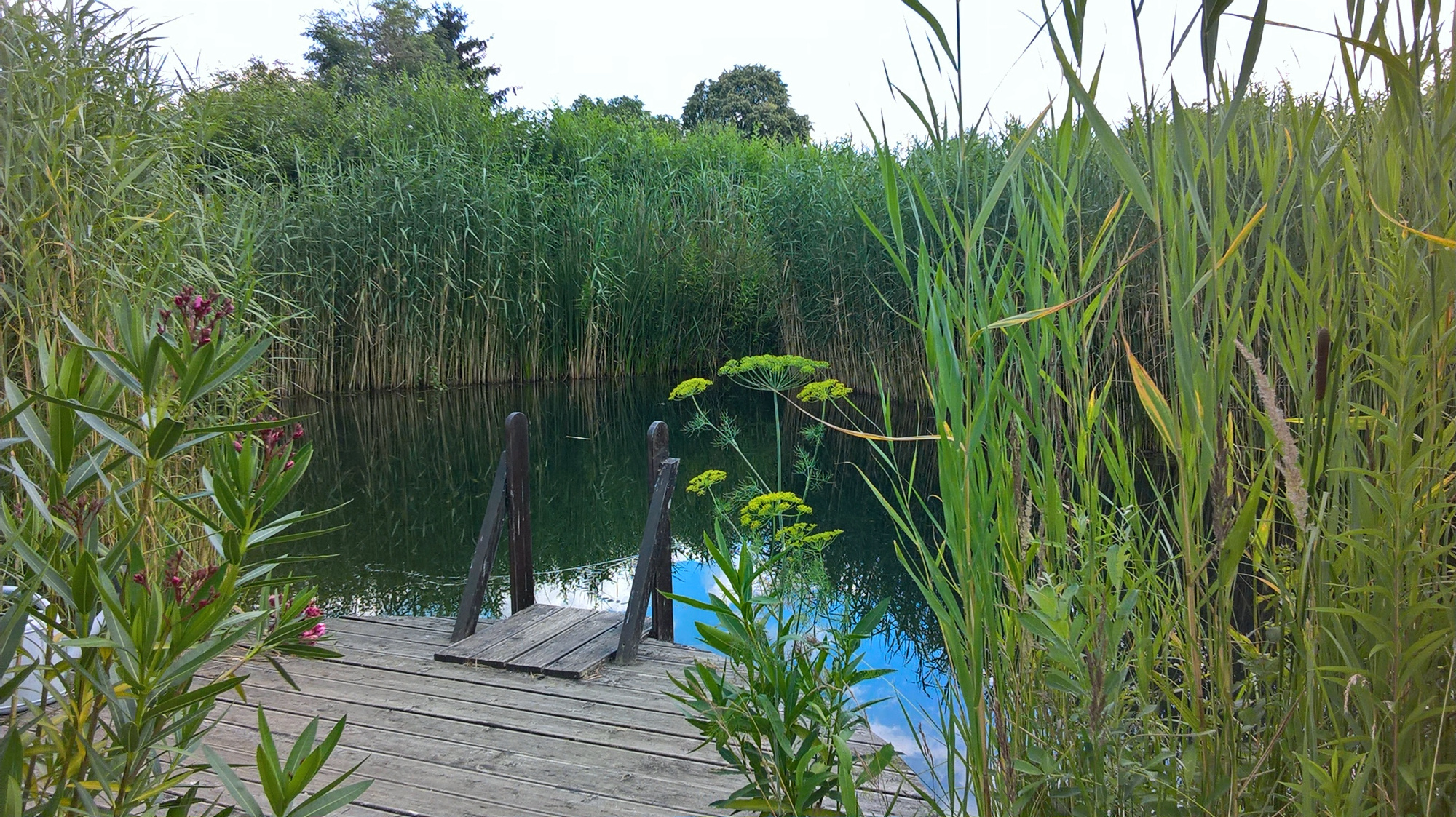 pond-2016.jpg
