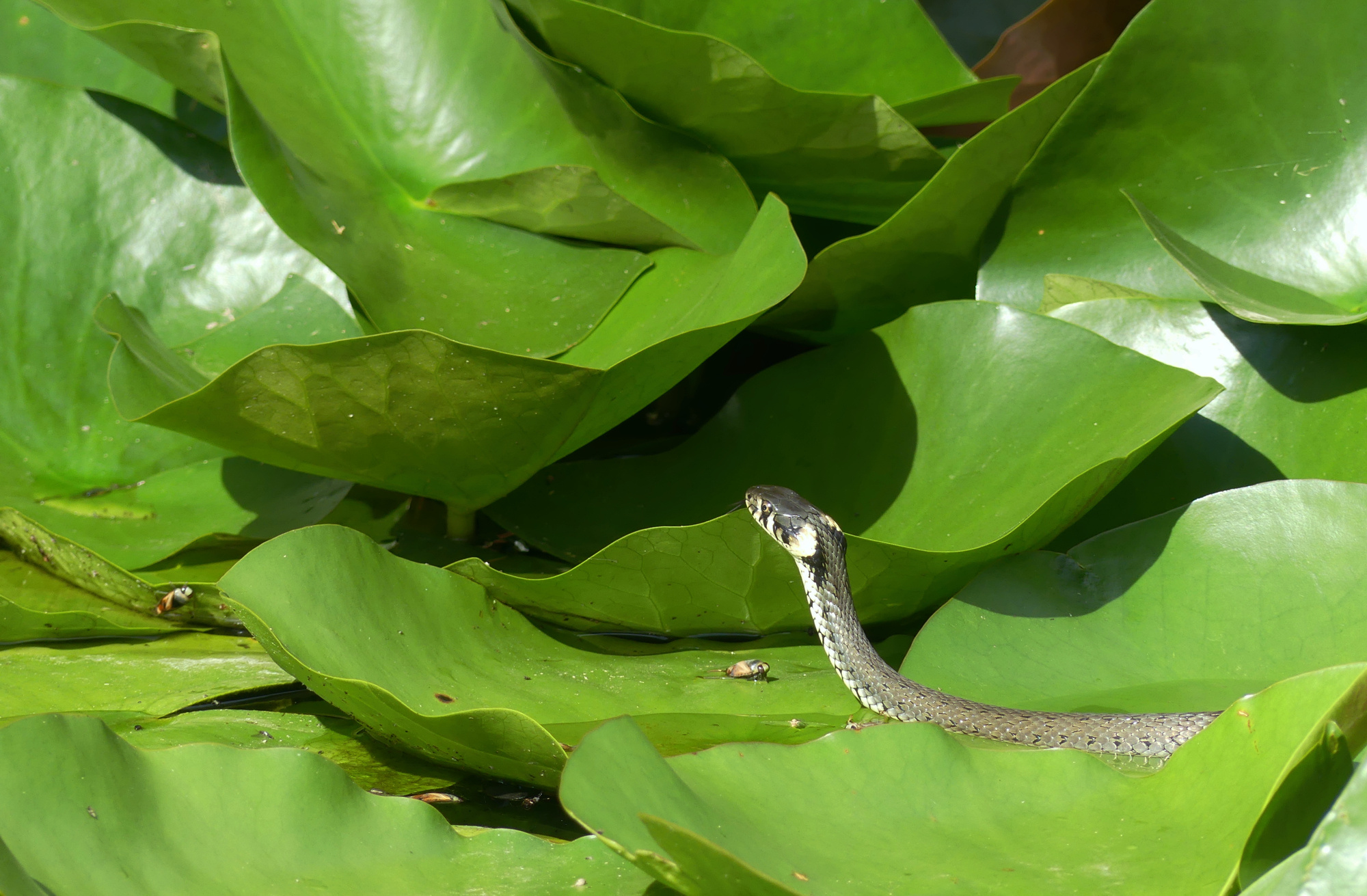 snake-615.jpg