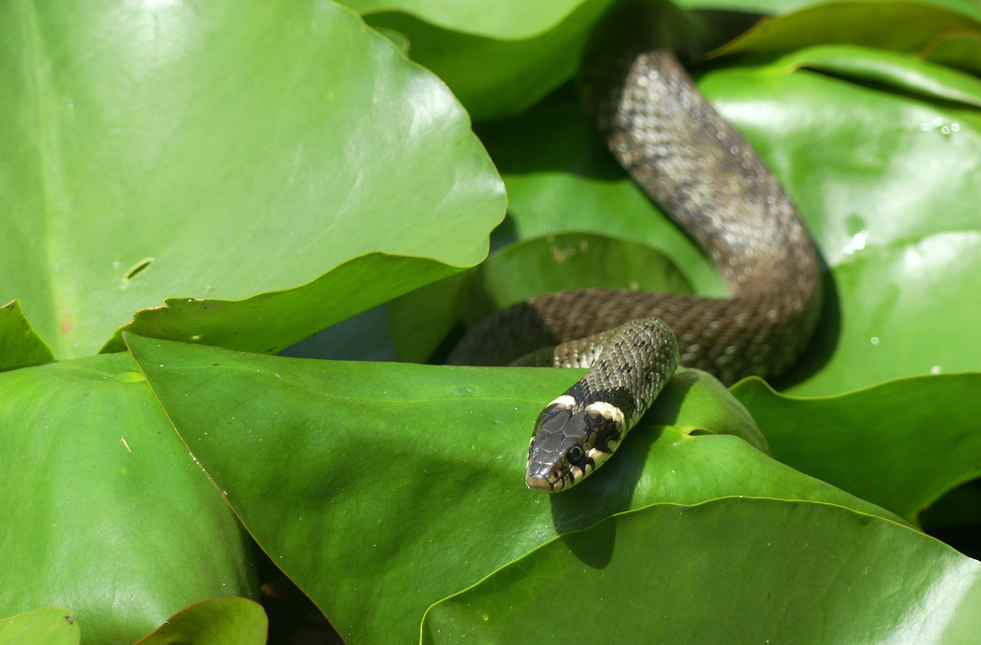 snake-643.jpg