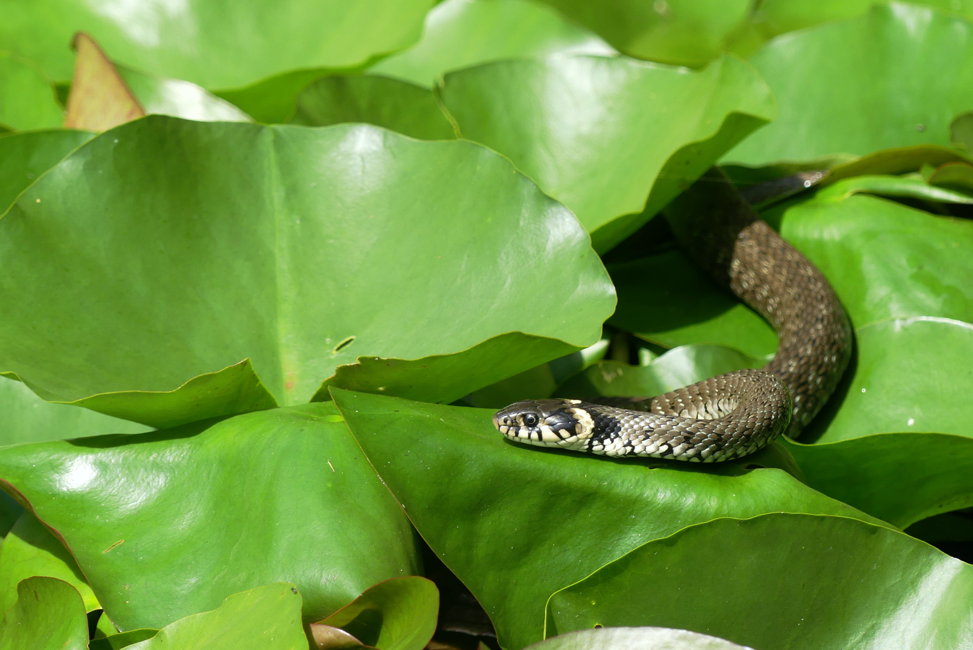 snake-644.jpg