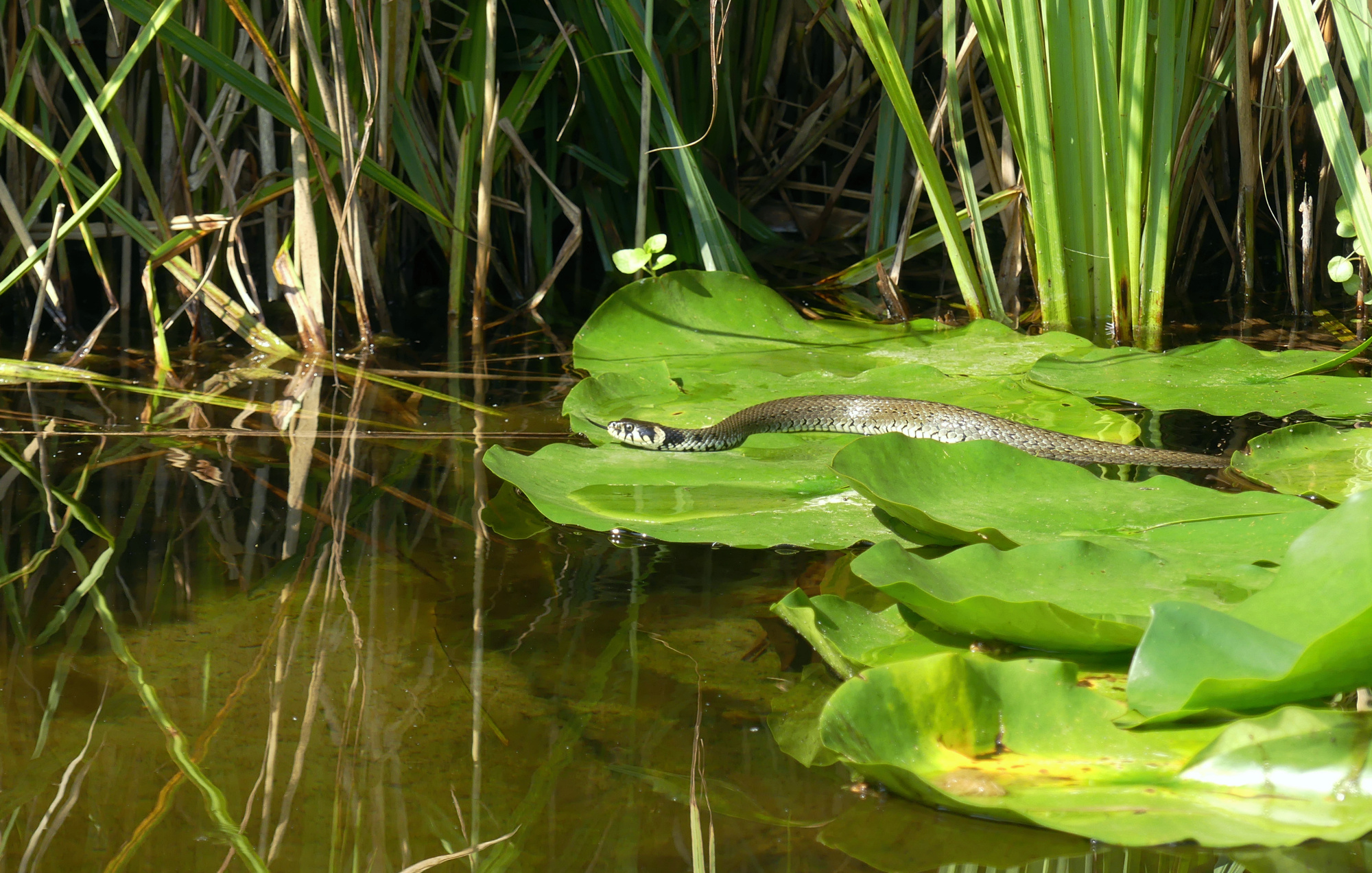 snake-929.jpg