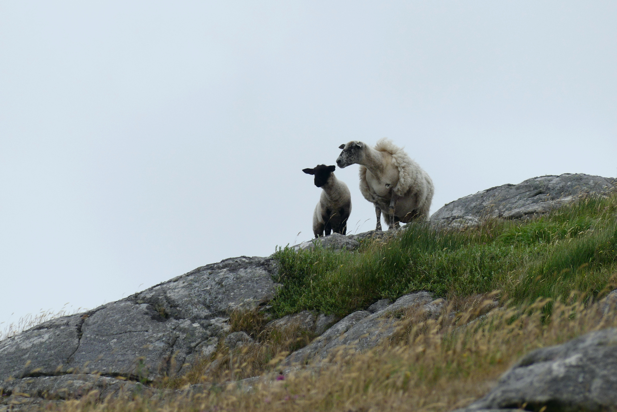 eriskay-sheep-1.jpg