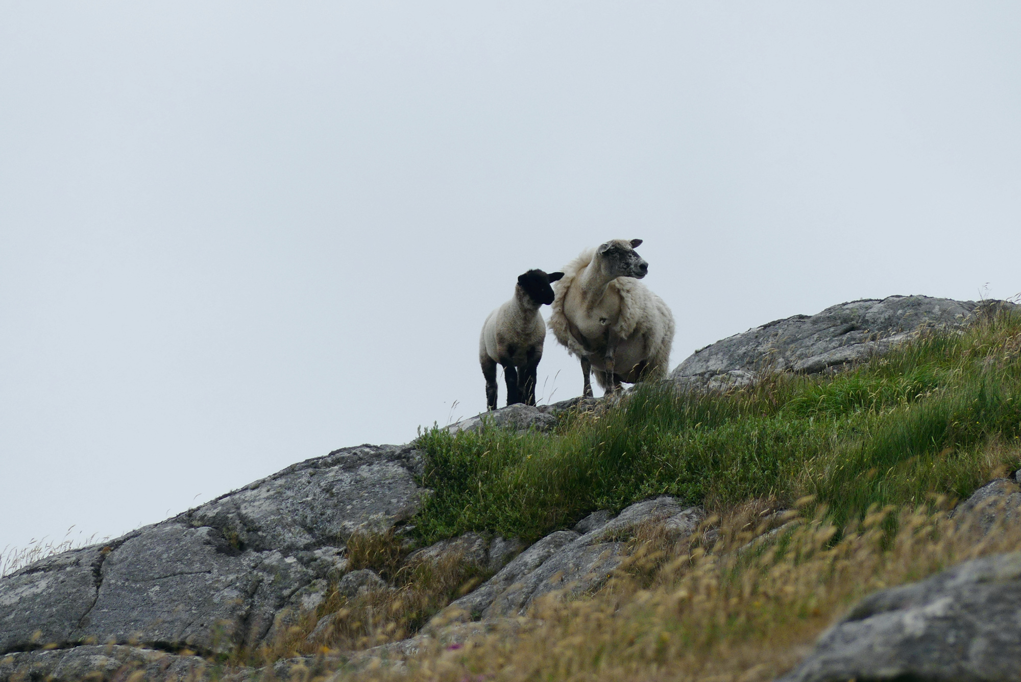 eriskay-sheep-2.jpg