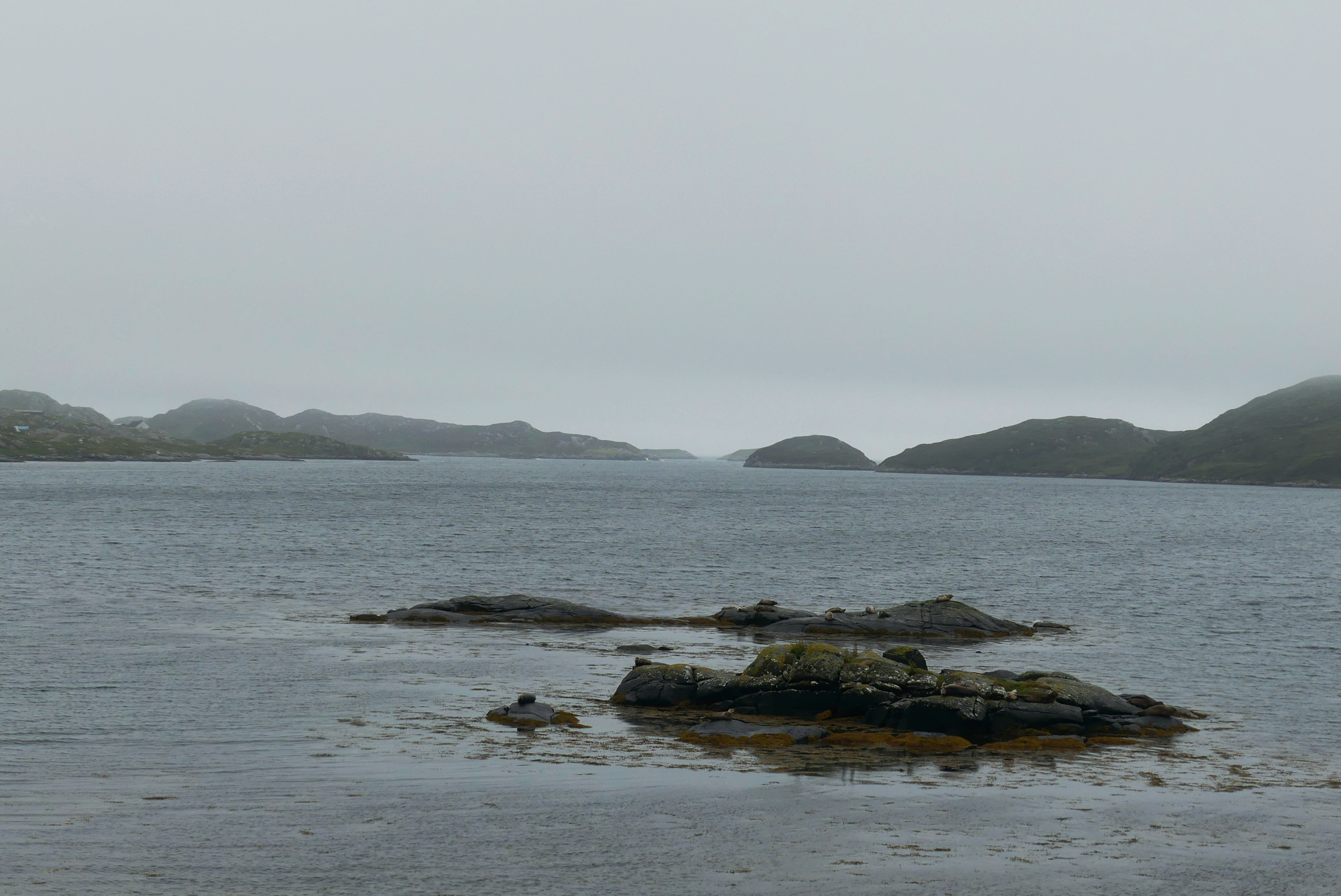 harris-seals-1.jpg