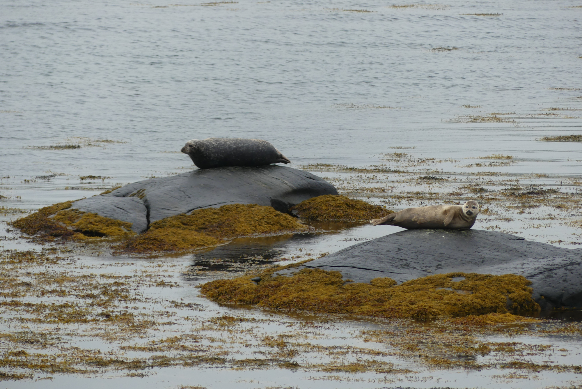 harris-seals-2.jpg