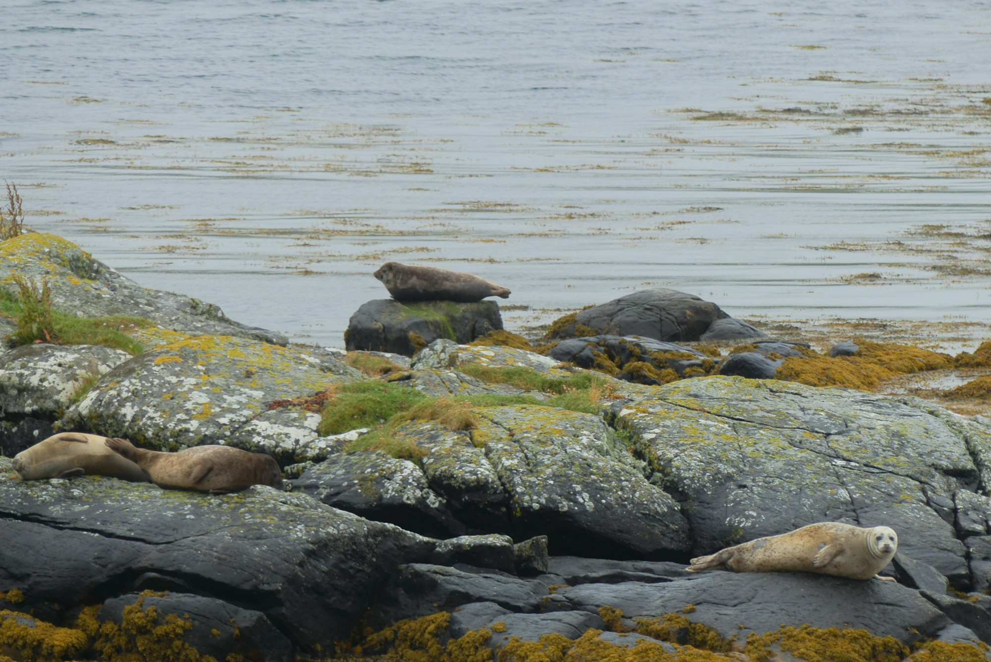 harris-seals-3.jpg