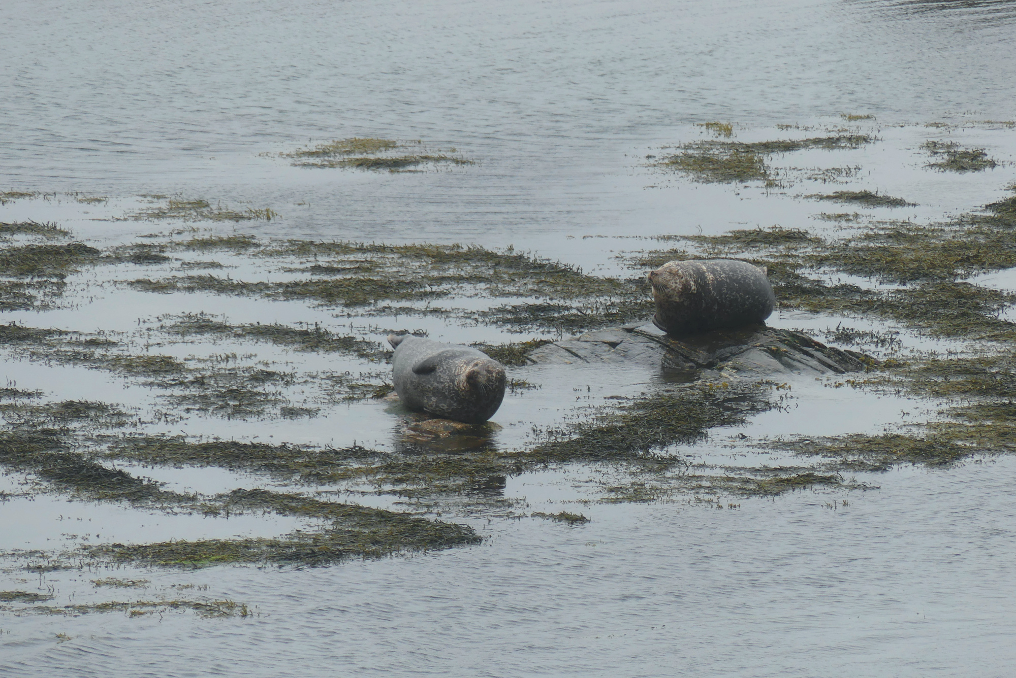 harris-seals-4.jpg