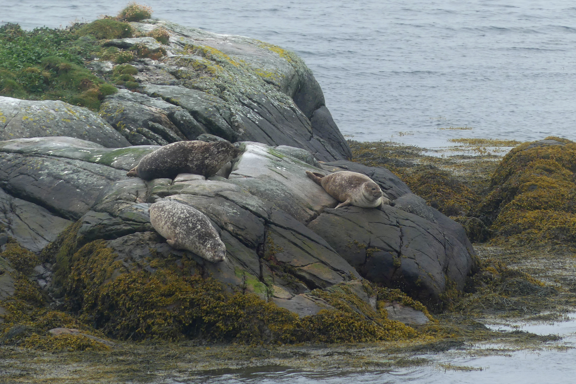 harris-seals-5.jpg