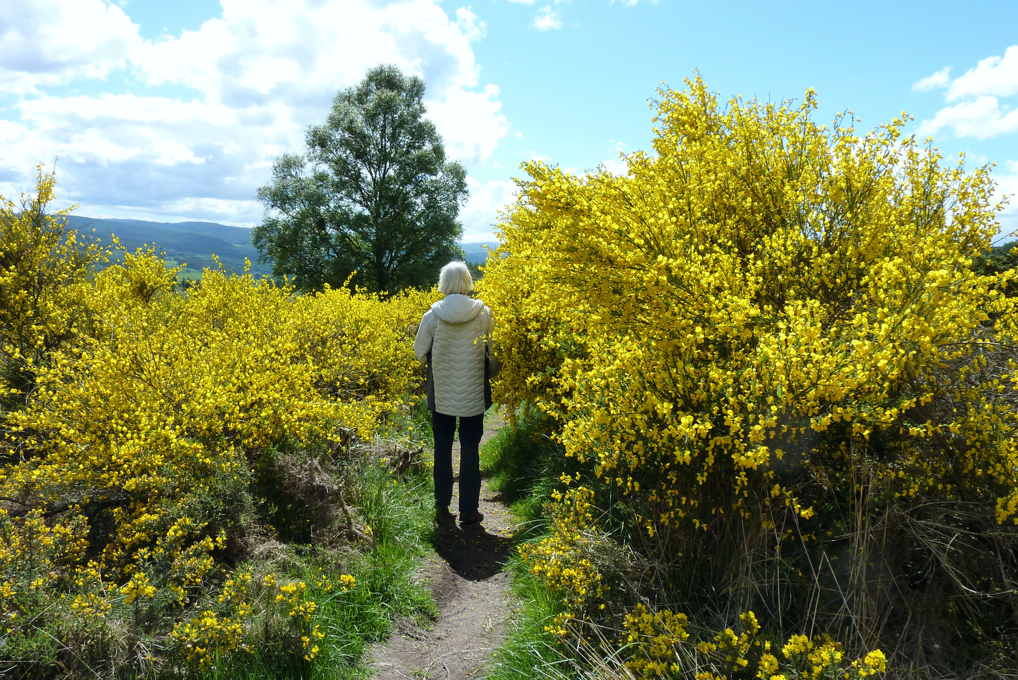 broom-edith-1.jpg