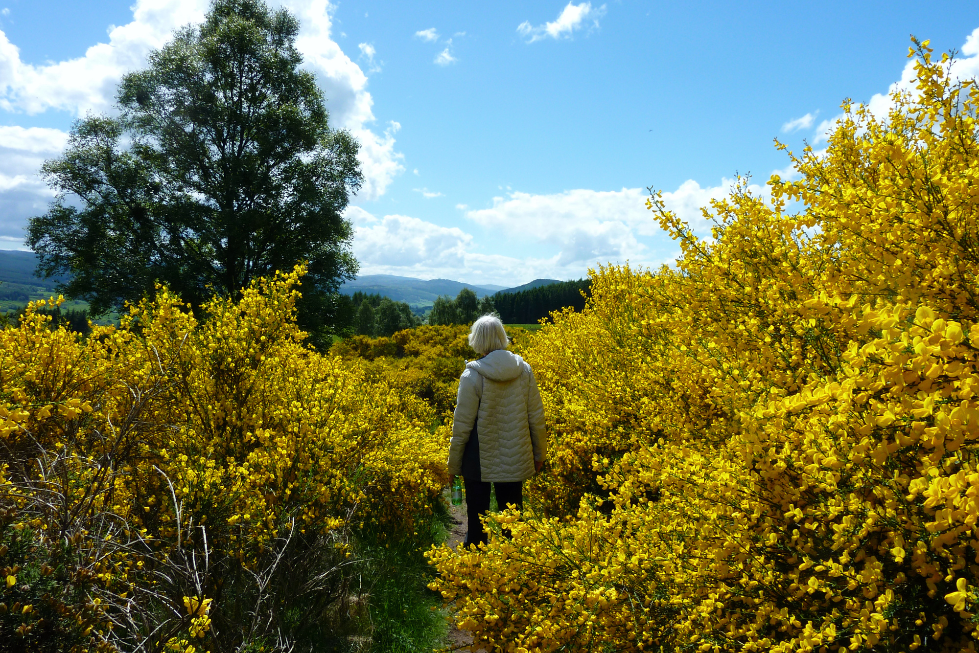 broom-edith-2.jpg