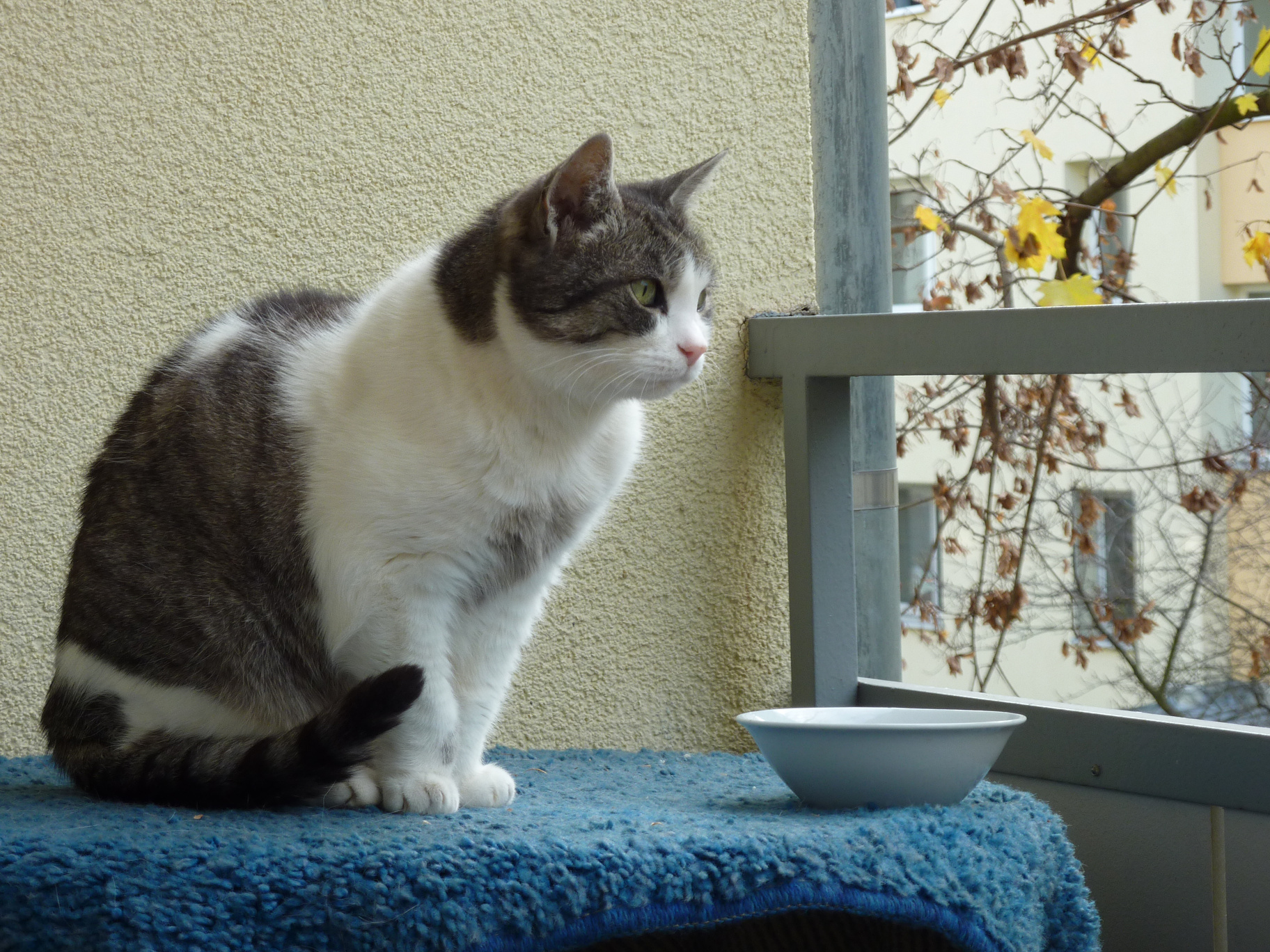 sissi-balcony-lookout-1-2013.jpg