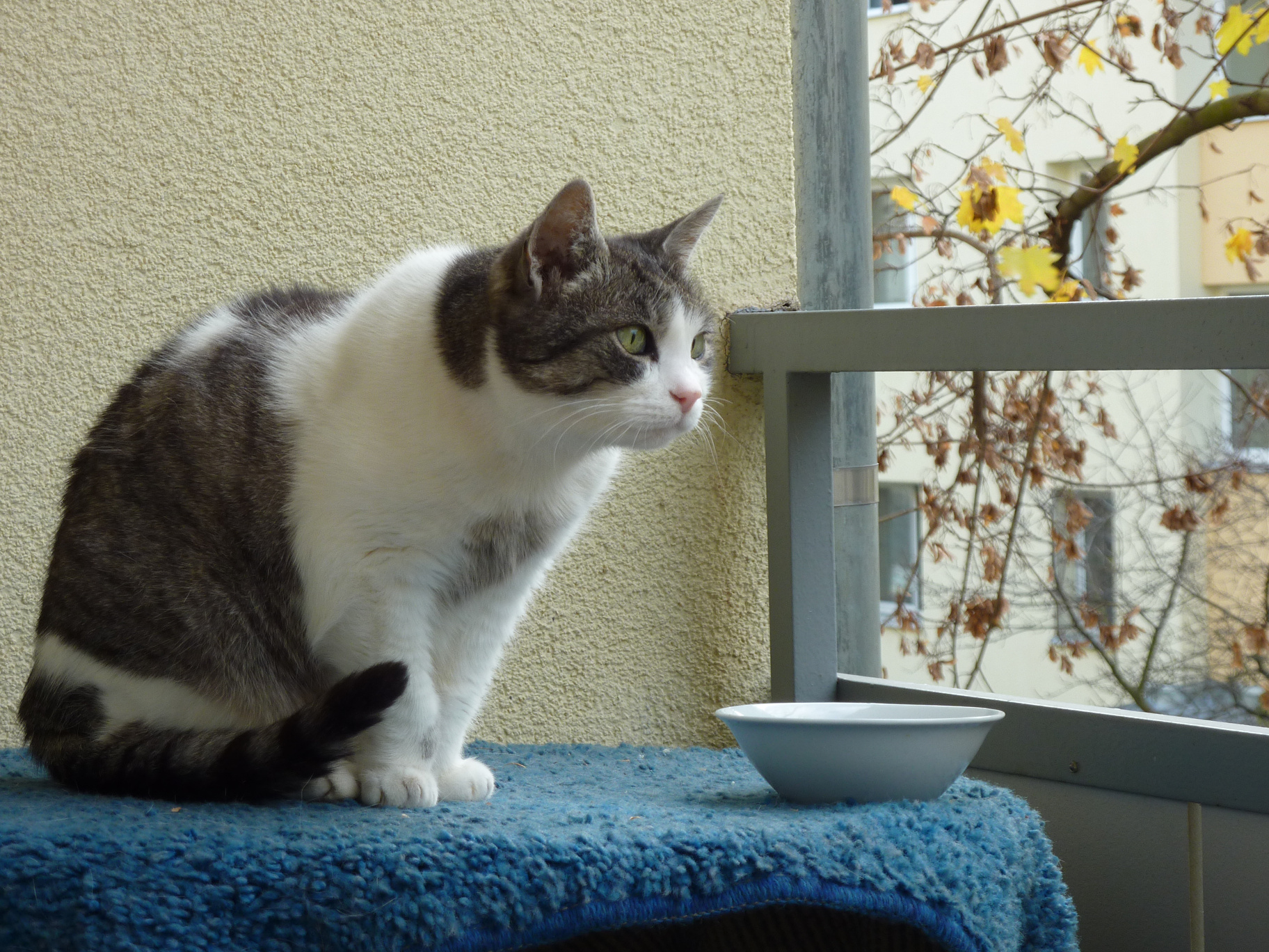 sissi-balcony-lookout-2-2013.jpg