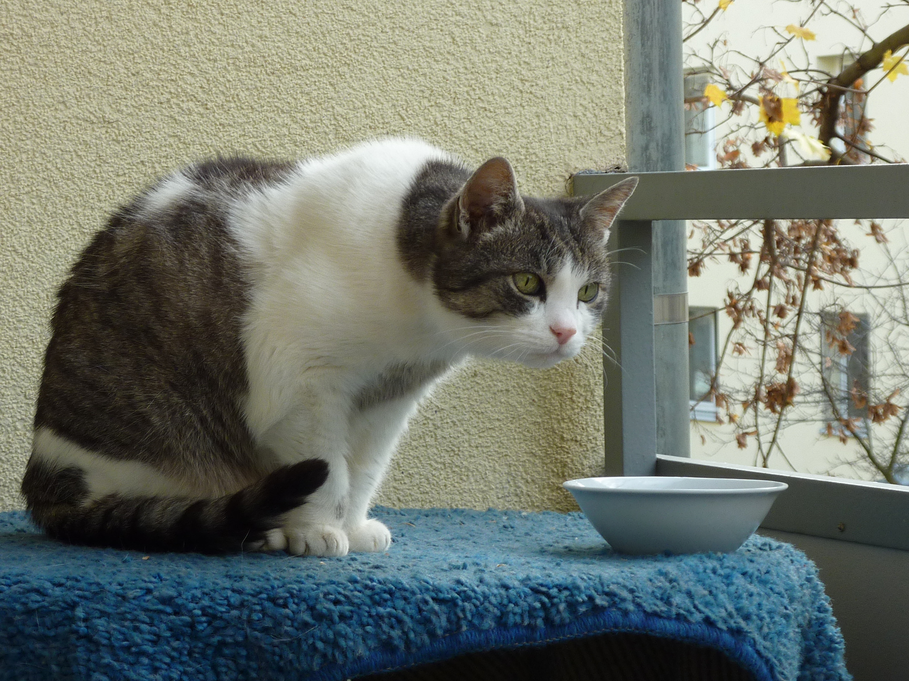 sissi-balcony-lookout-3-2013.jpg