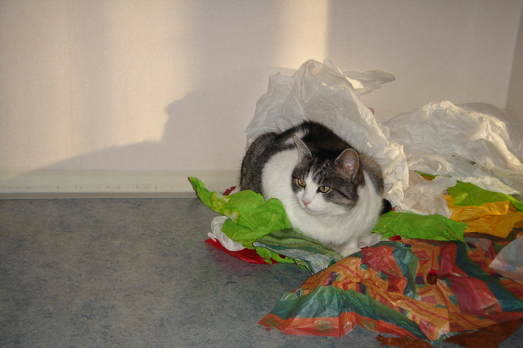 sissi-color-paper-2009.jpg