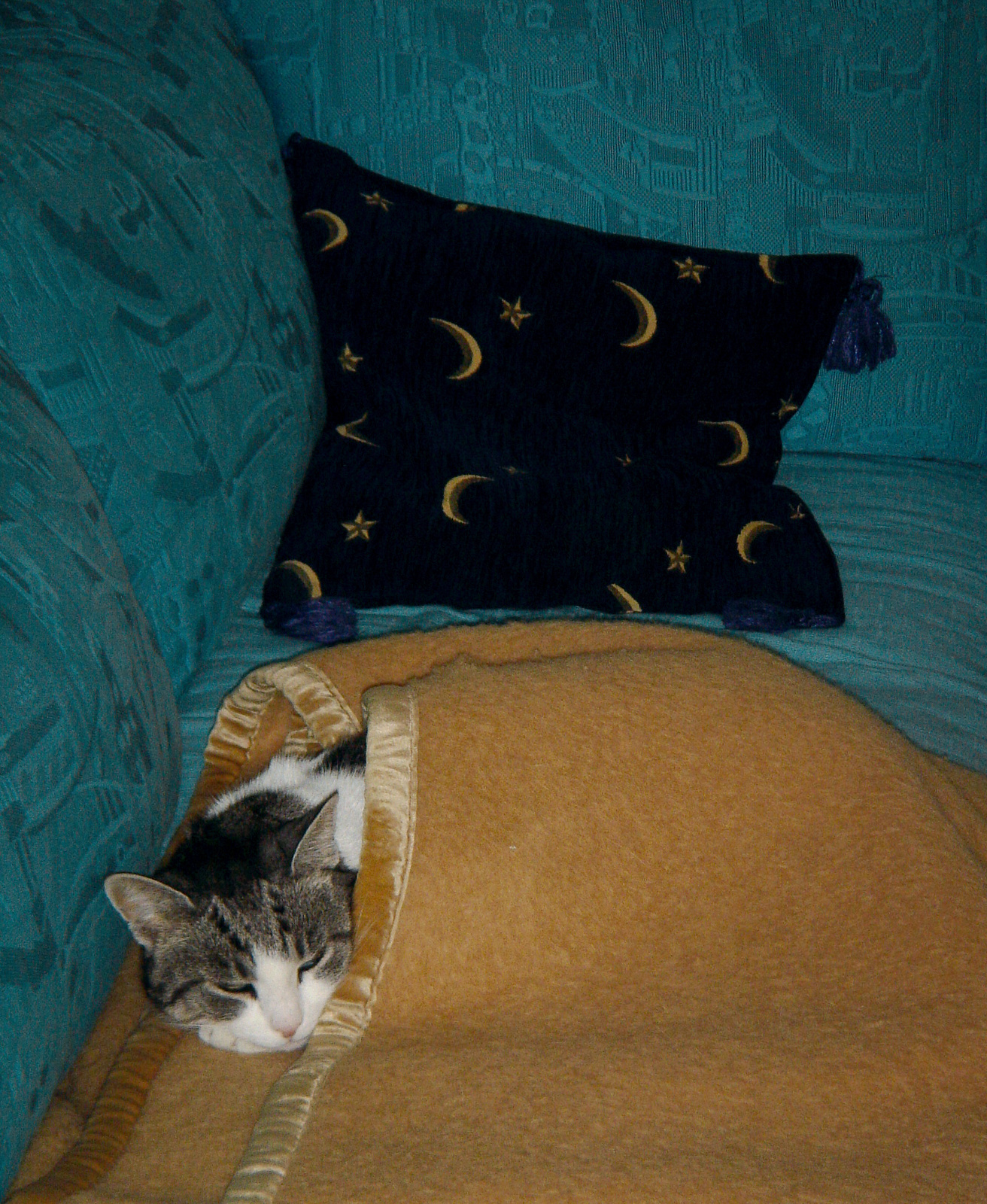 sissi-dozing-tucked-in-2006.jpg