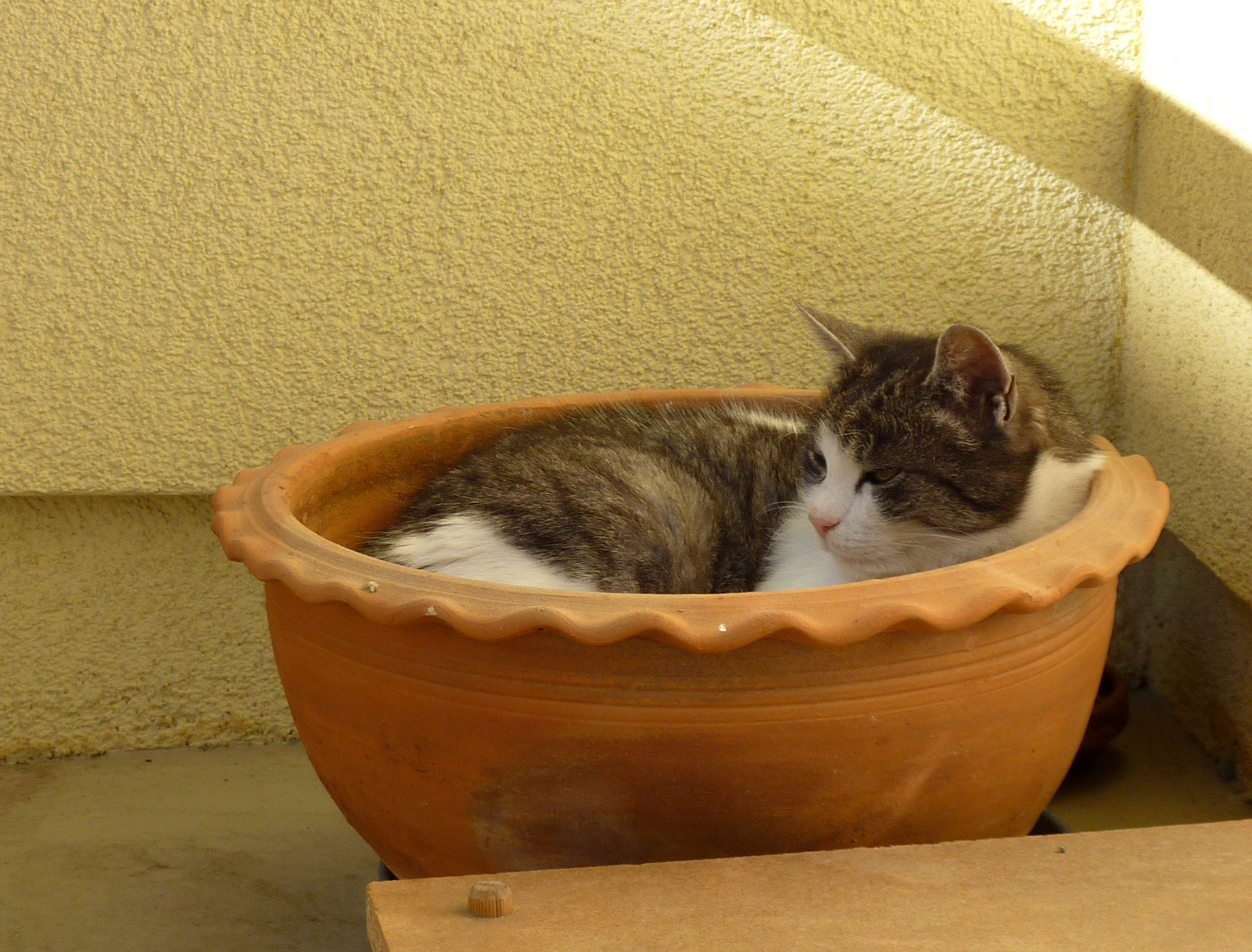 sissi-in-flower-pot-2014.jpg