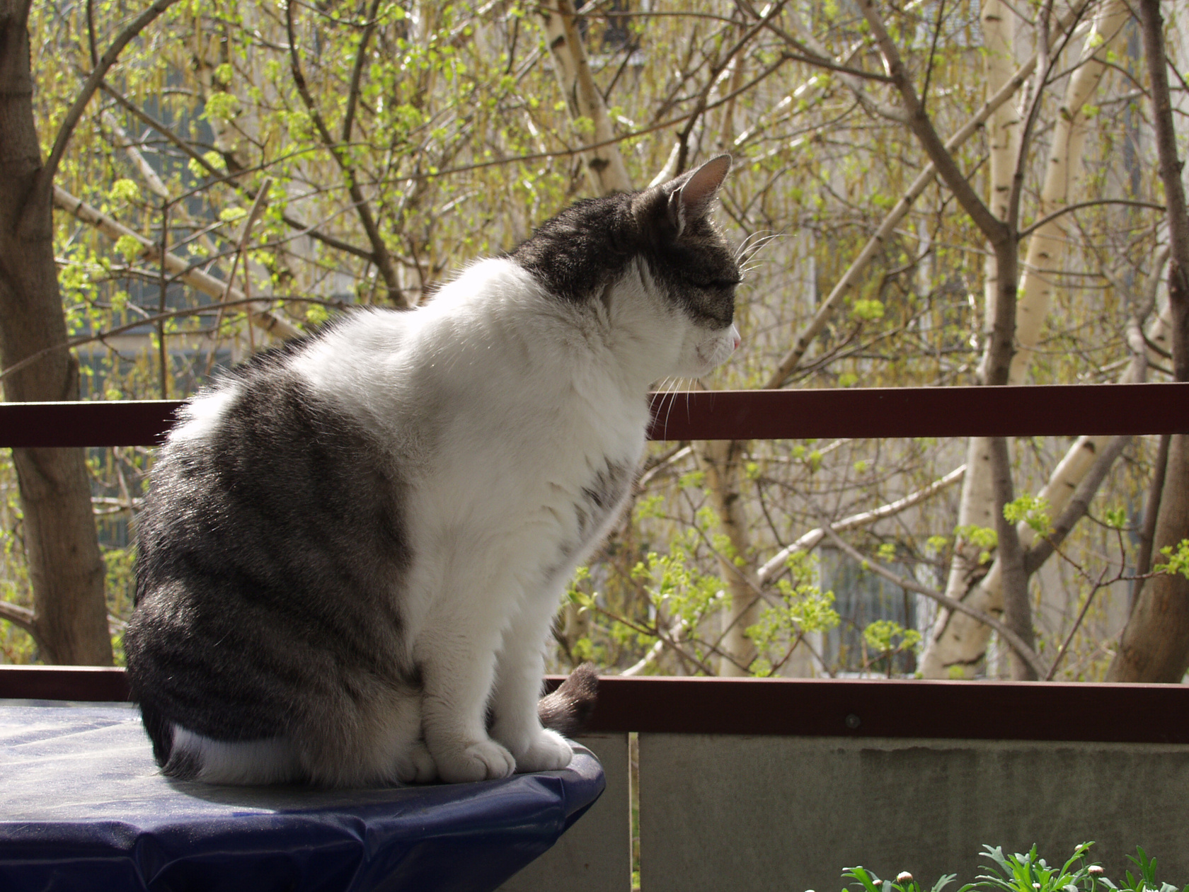 sissi-looking-out-2004.jpg