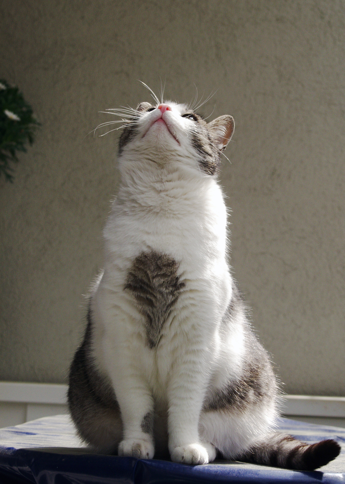 sissi-looking-up-2004.jpg