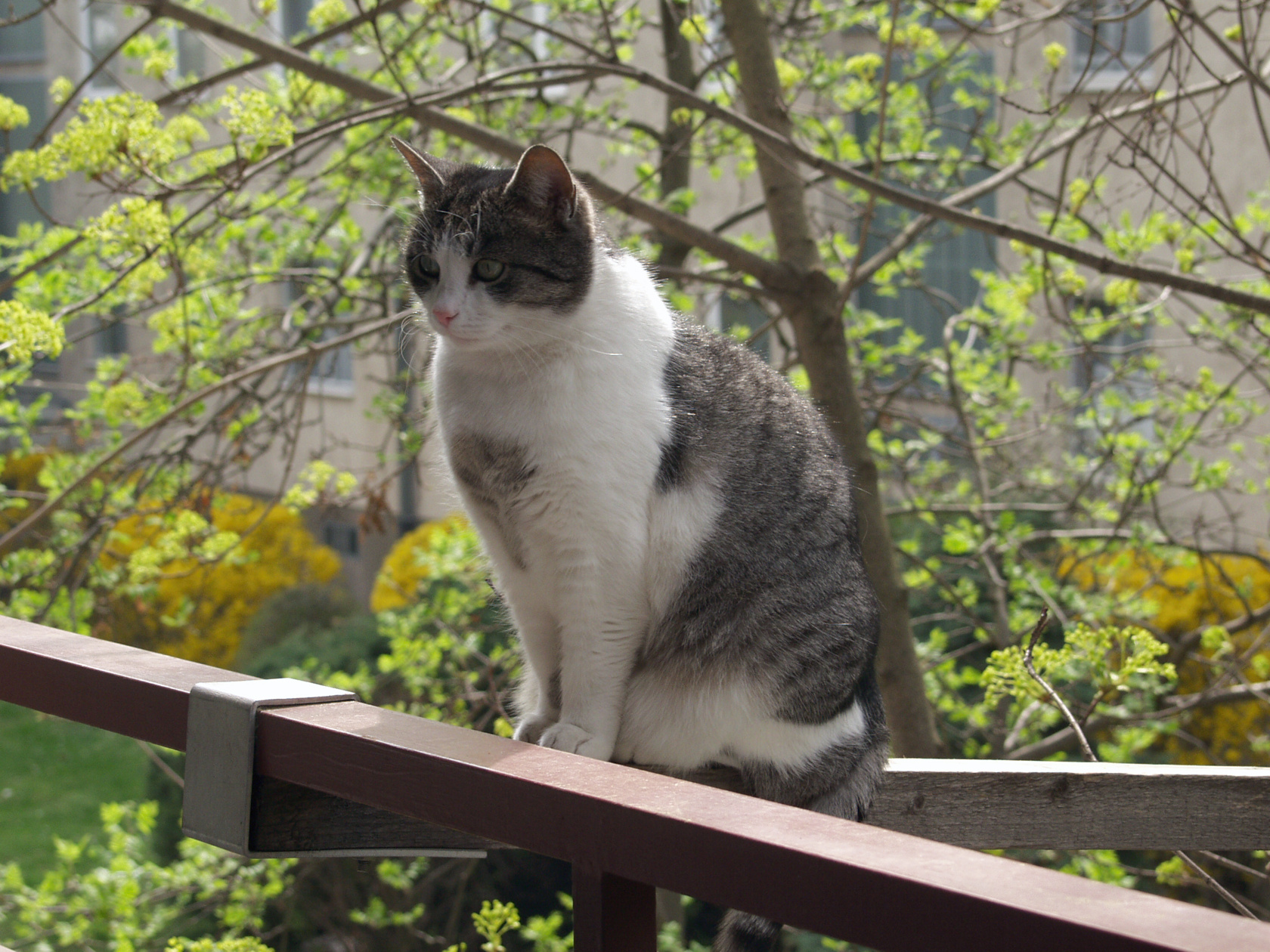 sissi-on-catwalk-2004.jpg