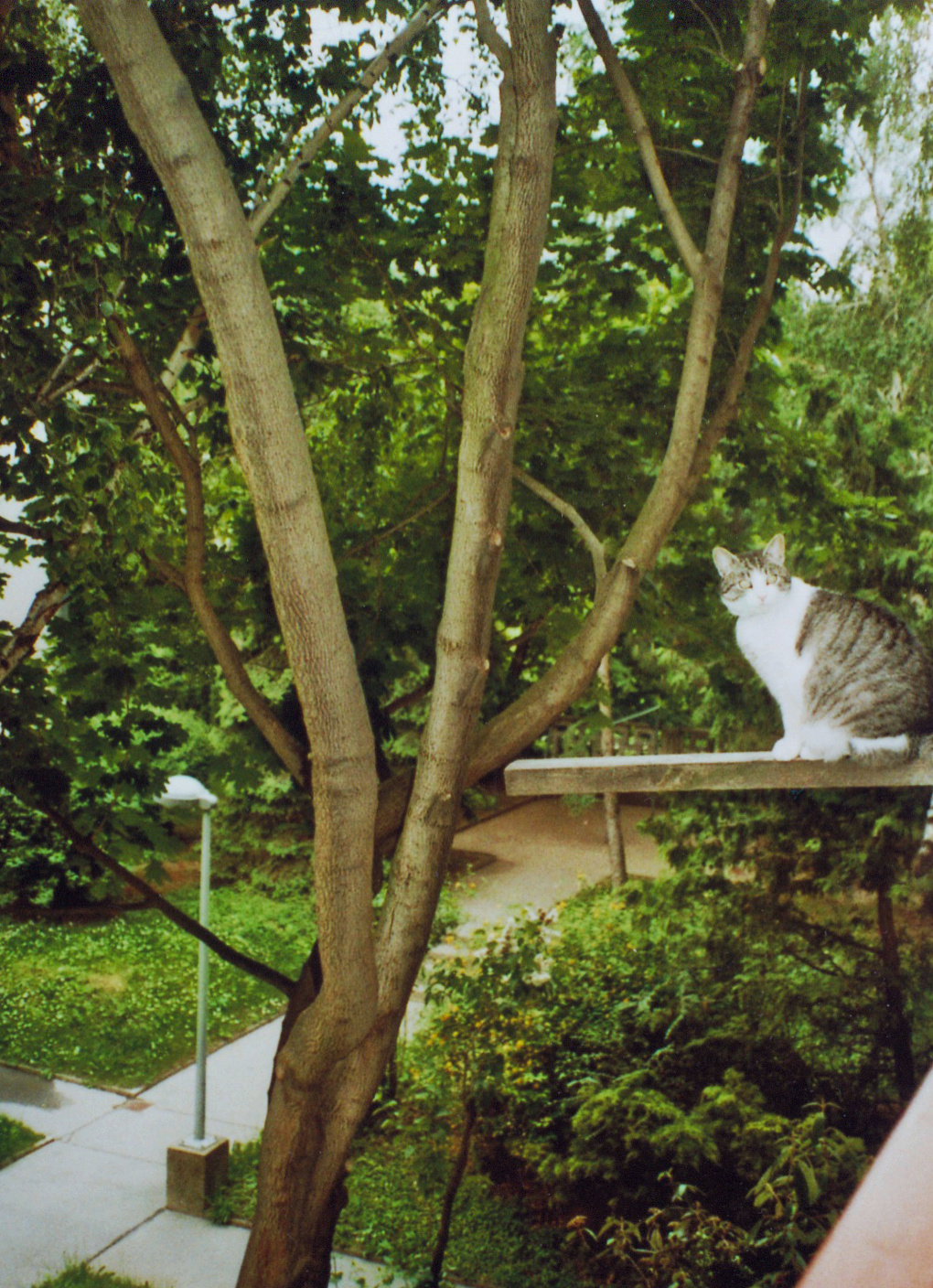 sissi-on-catwalk-2006.jpg