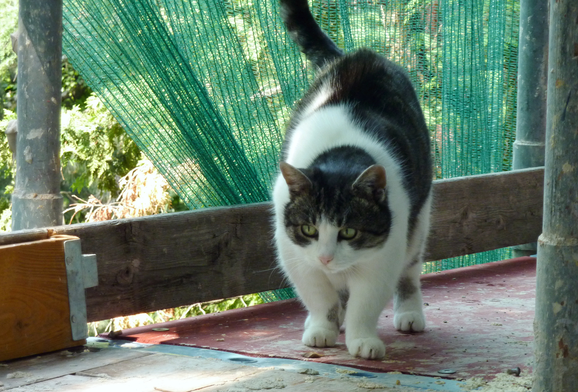 sissi-on-scaffold-1-2011.jpg