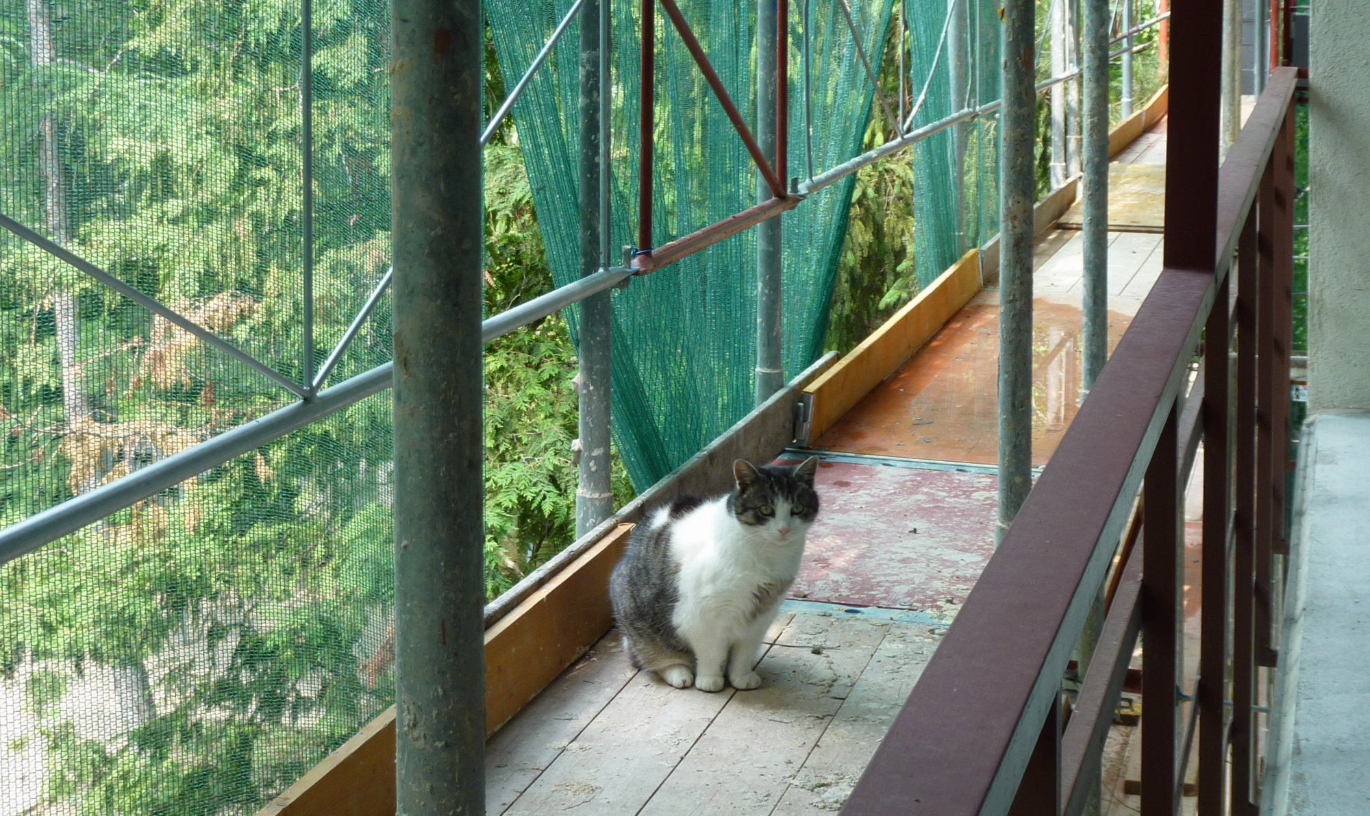 sissi-on-scaffold-2-2011.jpg