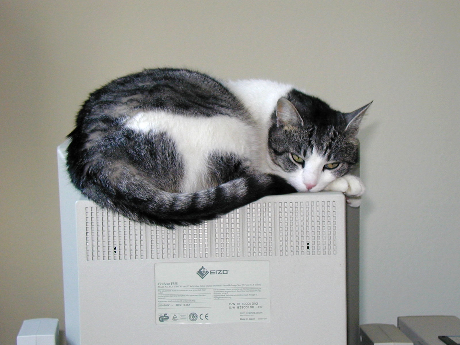 sissi-resting-at-work-ca1998.jpg