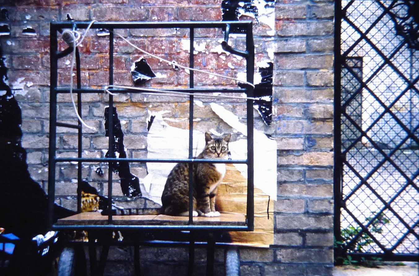venice-cat-1990.jpg