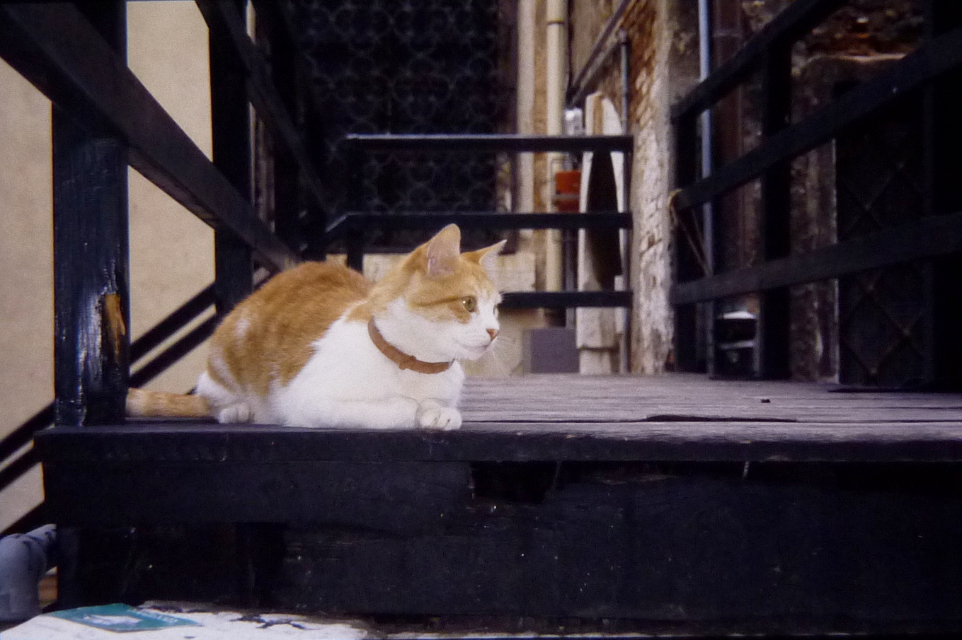 venice-cat-1993.jpg